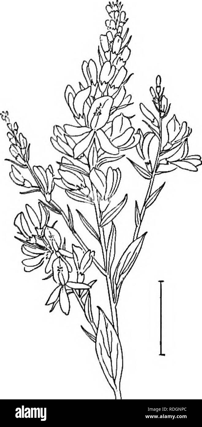 . Les arbustes ornementaux de l'United States (hardy, cultivé). Des arbustes. CYTISUS 113 XJlex europaeus. Fukze (127) ou l'ajonc est une plante épineuse sans feuilles (2 à 6 pieds), avec de grandes, J po, parfumé pois jaune-comme des fleurs à l'aisselle des épines, cultivé pour l'fleurs voyantes qui fleurissent d'avril à juin. Veuillez noter que ces images sont extraites de la page numérisée des images qui peuvent avoir été retouchées numériquement pour plus de lisibilité - coloration et l'aspect de ces illustrations ne peut pas parfaitement ressembler à l'œuvre originale.. A. C. (Apgar, Austin Craig), 1838-1908 ; Draycott, Apgar (ADA). New York, Banque D'Images