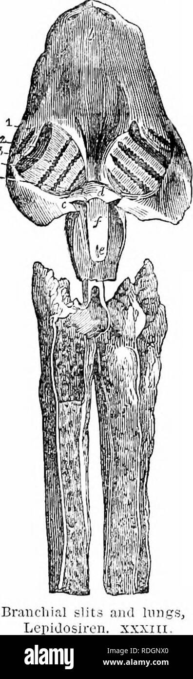 . Sur l'anatomie des vertébrés. L'anatomie comparée des vertébrés ;, ; 1866. Les branchies de poissons. 316 bvancliial tlic flux par un orifice, h, près de la ligne médiane de la face ventrale : entre les deux sorties de ces longi- tudinal latéral de canaux, mais plus proche de la gauche, est un troisième plus grande ouverture, /, qui communique par un court-circuit d'air avec la fin du long ttsophagus, I, et admet l'eau, qui passe de ce tube par les orifices latéraux,y, menant dans le sacs branchiaux. C'est la première étape dans devclopcment simjiler au-delà de cette condition qui prévaut dans le Lancelot, où l'OMS Banque D'Images