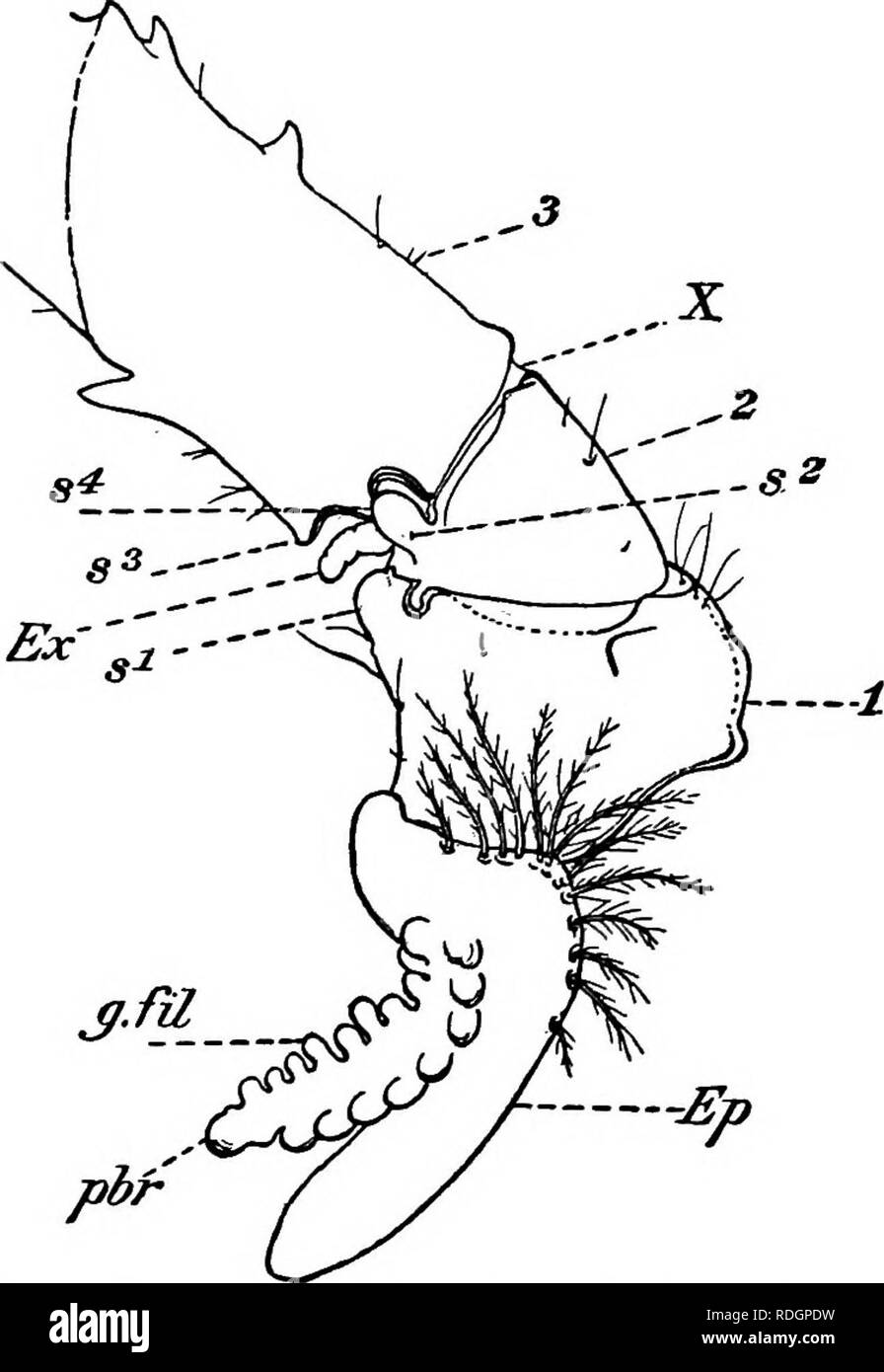 . Histoire naturelle de l'homard américain... (Crustacea Decapoda) ; la pêche au homard. 26o BULLETIN DU BUREAU DES PÊCHES. entre la première et troisième segments. La principale impulsion à la quatrième étape (fig. 8, s'} est encore d'être vu dans son état rudimentaire dans le homard adultes immédiatement en face de la grande dents fonctionnelles déjà décrites. (PI. xxxvn, fig. I, s^ rud.) LA GRIFFE crantée ou verrouiller des forceps et ses dents périodique. Si l'armature de la pince est plus petite, a examiné de près les dents ou épines sont vus pour être disposés en séquence périodique, un fait remarqué pour la première fois par l'Allemand nat Banque D'Images