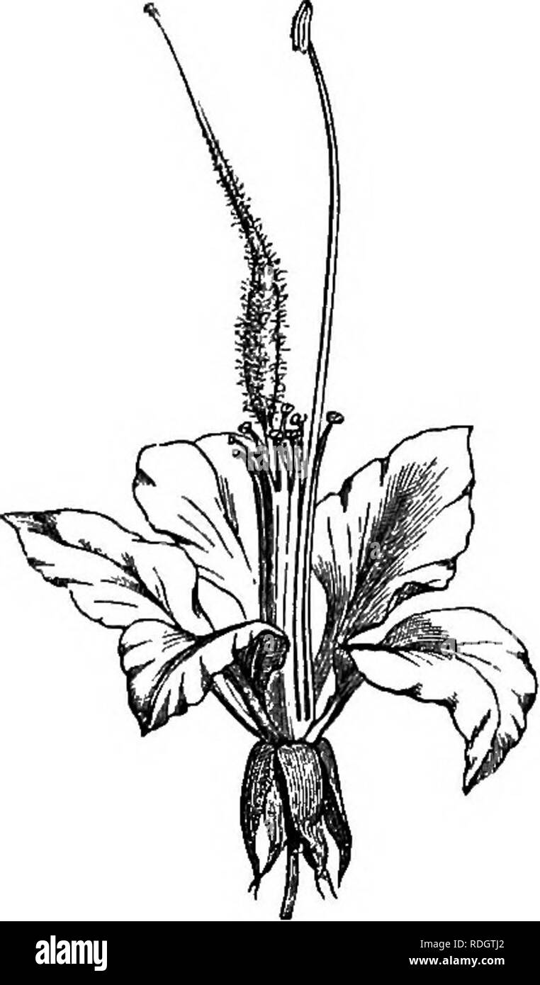 . L'histoire naturelle des plantes. La botanique. -LBQUMINOSM CmSALPINIBM. 113 SwuMnia {Casparia) porrecta. sont trois étamines fertiles ; repos^ sont stériles, et le calice est re- panneaux ; tandis que l'insertion de la gynécée, central dans Casparia, est ici excentric. F/ianera^ ressemble à Zowo- calice dans l'insertion du pistil ; mais son calice se sépare de la base en sangles longues, alors que ce n'est que peu de cinq-fente dans la section précédente. Dans Lasiolemd le récipient est peu profonde, et le nombre d'étamines est souvent réduit à cinq, dont les trois sont seuls antérieure fertile. Le gynseceura, qui est souvent Banque D'Images