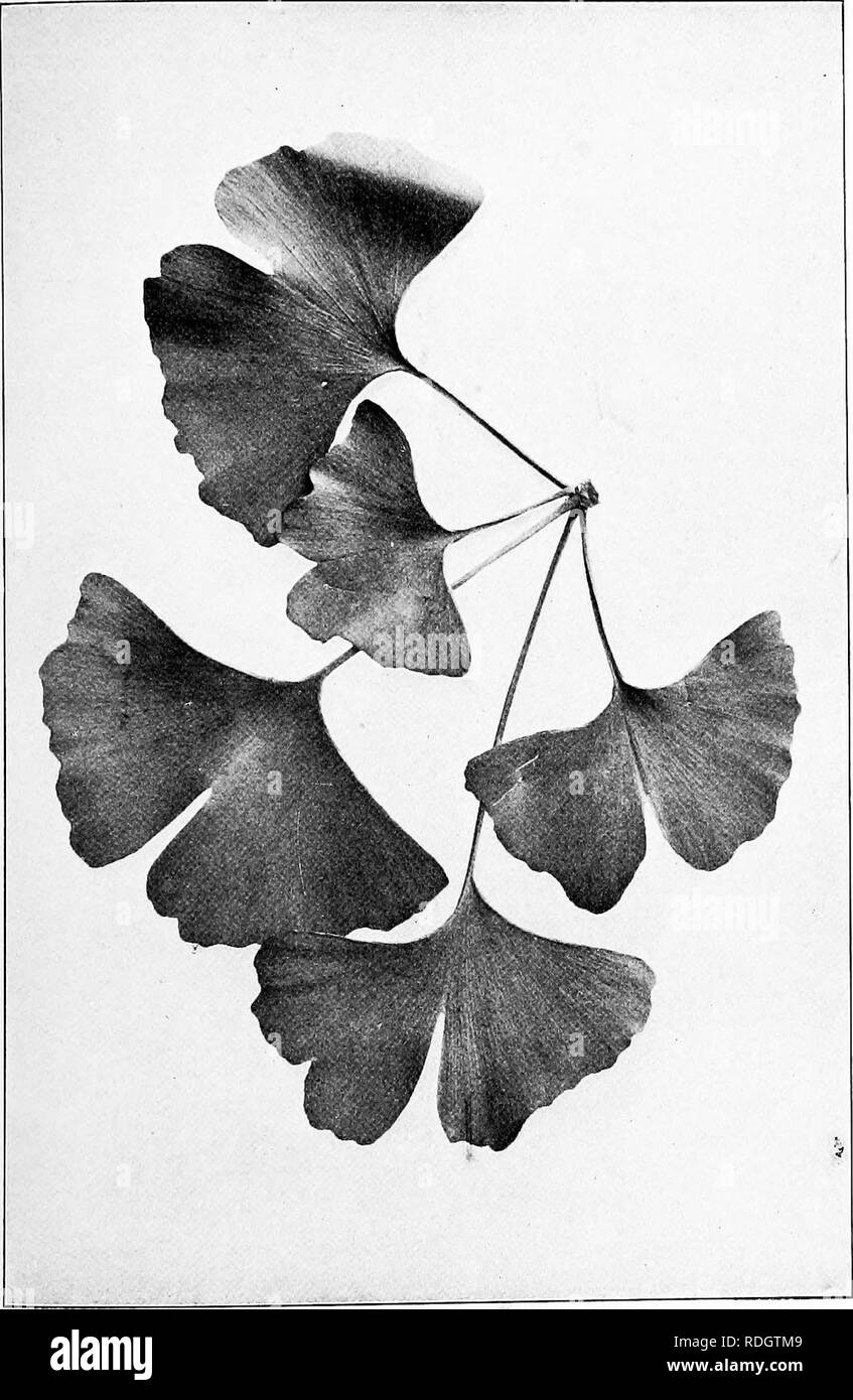 . Nos arbres indigènes et la façon de les identifier ; une étude de leurs habitudes populaires et leurs particularités. Les arbres. Le ginkgo. Le Ginkgo. Ginkzo hiloba.. Veuillez noter que ces images sont extraites de la page numérisée des images qui peuvent avoir été retouchées numériquement pour plus de lisibilité - coloration et l'aspect de ces illustrations ne peut pas parfaitement ressembler à l'œuvre originale.. Keeler, Harriet L. (Harriet Louise), 1846-1921. New York, C. Scribner's Sons Banque D'Images