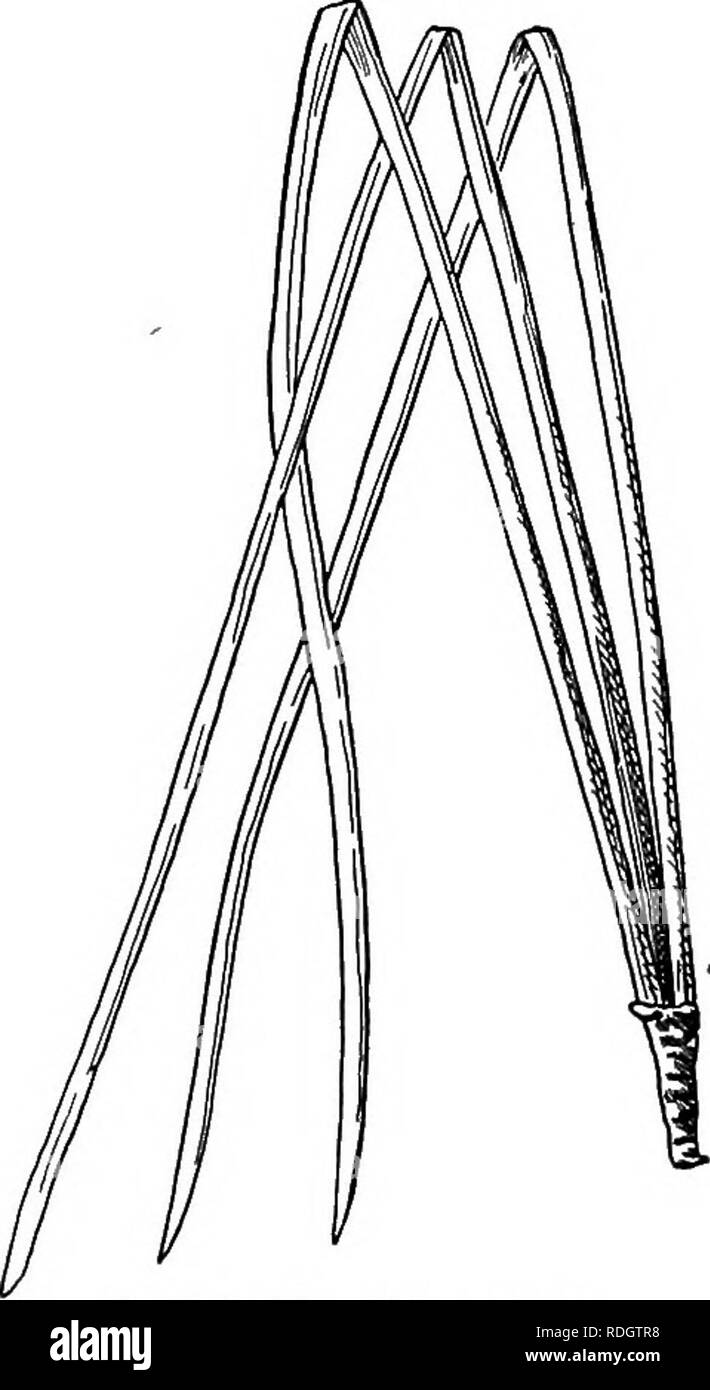 . Nos arbres indigènes et la façon de les identifier ; une étude de leurs habitudes populaires et leurs particularités. Les arbres. La famille, de l'écorce de pin et de résine assez claire. Ils sont dispersés le long des branches et ne sont pas très nombreux. Ils détiennent leurs graines assez bien. Au printemps, car la neige commence à passer et les oiseaux reviennent, la Little Red-breasted contre-projet de loi s'arrête sur son chemin pour se nourrir de riorth ces graines. Les oiseaux viennent en troupes et prendre possession d'un arbre ; et il est intéressant de voir leur petit bec crochu jerk les graines du cône. Le pin rouge devraient trouver leur place dans chaque parc. LOBL Banque D'Images