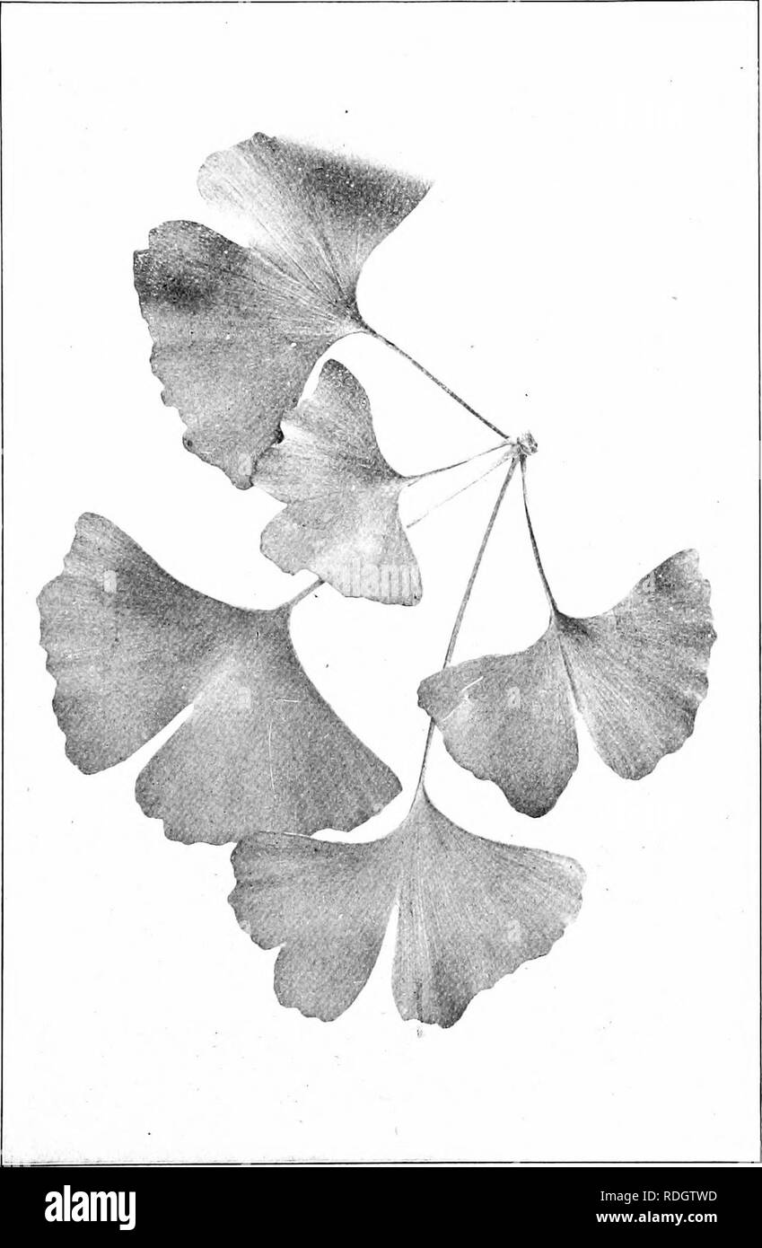 . Nos arbres indigènes et la façon de les identifier ; une étude de leurs habitudes populaires et leurs particularités. Les arbres. Le ginkgo. Le Ginkgo. Ginkeo bitoba.. Veuillez noter que ces images sont extraites de la page numérisée des images qui peuvent avoir été retouchées numériquement pour plus de lisibilité - coloration et l'aspect de ces illustrations ne peut pas parfaitement ressembler à l'œuvre originale.. Keeler, Harriet L. (Harriet Louise), 1846-1921. New York, C. Scribner's Sons Banque D'Images