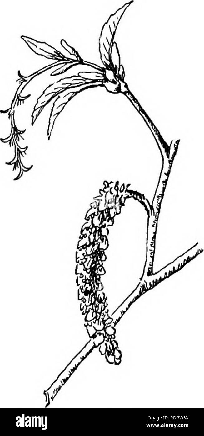 . Nos arbres indigènes et la façon de les identifier ; une étude de leurs habitudes populaires et leurs particularités. Les arbres. Famille Le staniinate fleur est composé de trois à vingt étamines rassemblées sur un tore, un à la base d'un largement ovées, bateau- échelle en forme, vert sous le niveau moyen, rouge vif à l'apex. Le pis- tillate aments sont la moitié à trois quarts de pouce de long avec ovées, pubescentes, vert balances et styles écarlate. Les grappes de fruits.-d'involucres, suspendu à l'extrémité des branches feuillues. Chaque involucre incloses légèrement une petite noix ovale. L'involucres sont sho Banque D'Images