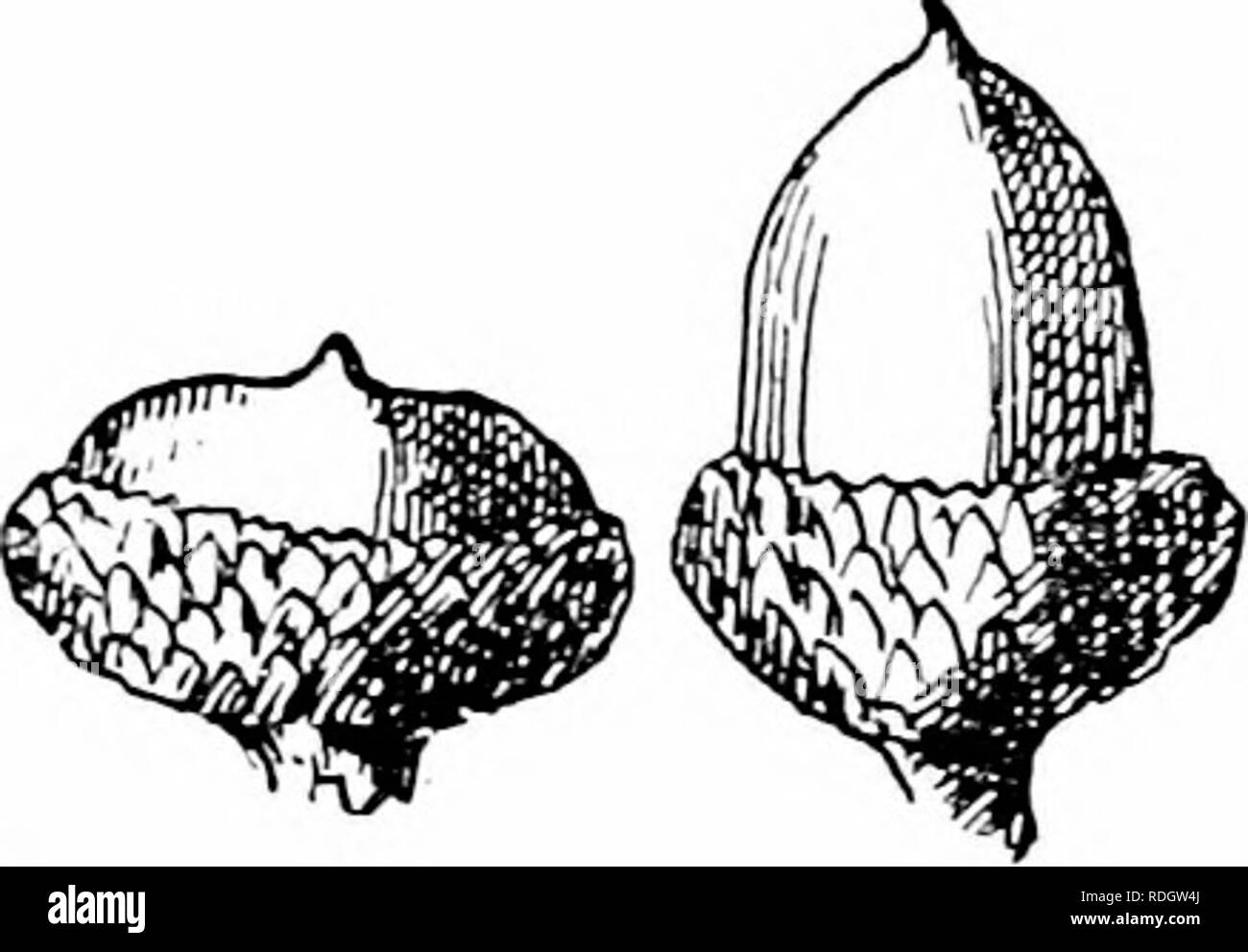 . Nos arbres indigènes et la façon de les identifier ; une étude de leurs habitudes populaires et leurs particularités. Les arbres. U'ooii FAMILLE CHÊNE.-Light brou-n ; dur, solide. Les bourgeons d'hiver.-Dark brun marron, ovales, obtus, un huitième de pouce de long. Les feuilles.-.d'autres, deux à cinq pouces de long, un mois et demi à deux et un hall-pouces de large, en forme de coin (à la base, généralement hve- lobées, parfois trois, parfois vu-lol3ed ; tous les poils du lobe- embout sinus ; étendue et peu profonde ; lobes ot forme variable. Ils sortent de l'oeuf spirale, rouge mat et enduits de tomentum, quand la moitié cultivées sont vert pâle ; lor Banque D'Images