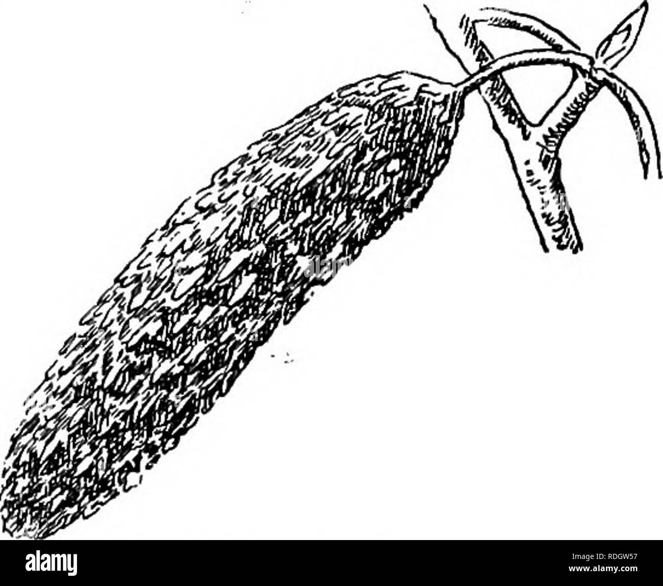 . Nos arbres indigènes et la façon de les identifier ; une étude de leurs habitudes populaires et leurs particularités. Les arbres. Famille d'autres sont var. pendula, pleurant ; var. fastigiata, pyramidale ; var. pubescens, feuille couverte de duvet blanc. Elles sont toutes belles. Le bouleau à papier. CANOE BIRCH. Le bouleau blanc B^papyri tula/ère. Largement distribué sur une gamme du nord. Soixante à soixante-dix pieds de haut. Lorsque les jeunes formant une tête pyramidale compacte, à l'âge de devenir une banque sans agence, soutenant un tronc recouvert de ronde tête ouverte de branches tombantes. Préfère les pentes humides riches, frontières de l'eau, les lacs et les marécages. Flux sap Banque D'Images