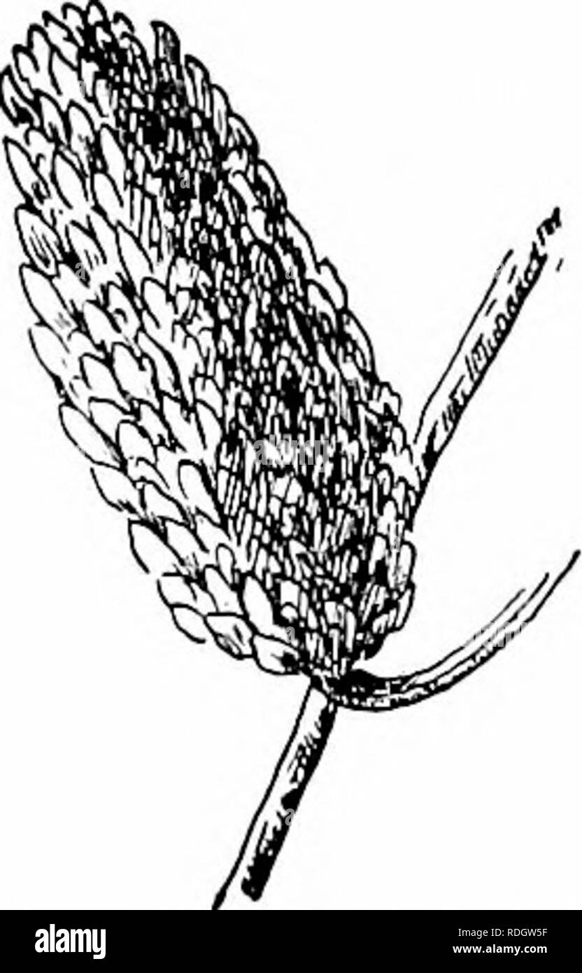 . Nos arbres indigènes et la façon de les identifier ; une étude de leurs habitudes populaires et leurs particularités. Les arbres. Famille cultivées sont d'un vert foncé au-dessus, jaune pâle vert ci-dessous ; nervure médiane jaune, veines primaire alDove indistinctes mais remarquables et pubescentes en dessous. En automne ils tournent un peu intense yel-. Pétioles stout, velues, rainurées profondément au-dessus. Stipules ovales, vert pâle ou blanc, caduques. Des fleurs. - Avril, avant les feuilles. Stami- nate forme chatons à la fin de l'été, au cours de l'hiver sont les trois quarts de pouce de long. Lorsque les fleurs s'ouvrent les chatons deviennent trois à quatre pouces de long, Banque D'Images