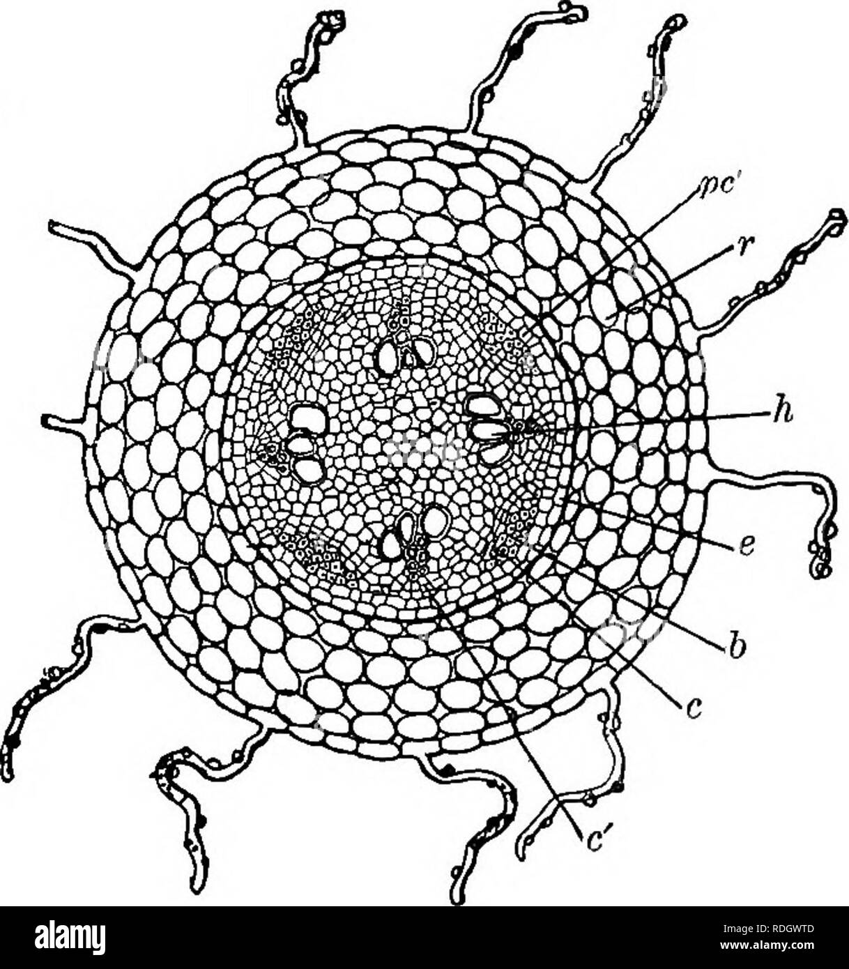. Éléments de botanique. La botanique, la botanique. Les racines. 31 (c) le cylindre ligneux qui forme la partie centrale de la racine. La distinction entre (6) et (c) est plus évidente lorsque la section a été exposé à l'air pendant quelques minutes et quelque peu changé en couleur. C'est un bon plan pour regarder avec la faible puissance d'abord à une section d'épaisseur, considéré comme un objet opaque, puis à un très mince monté dans l'eau ou de la glycérine, et considéré comme un objet transparent. Observer les extrémités des conduits, ou des navires, qui servent de pas- sages pour l'air et l'eau de traverser ; ces apparaissent comme des trous dans le. Banque D'Images