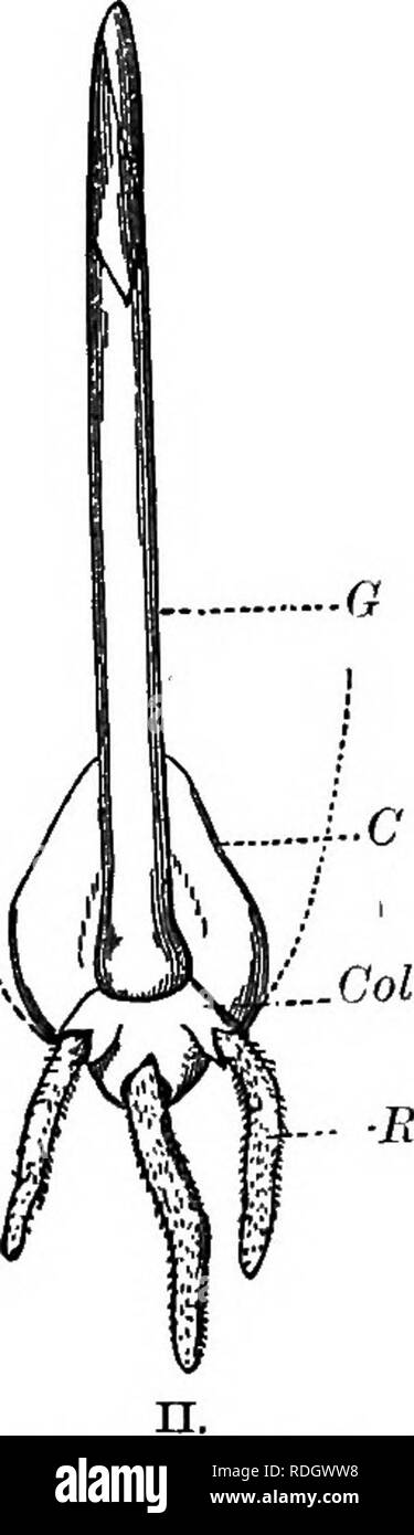 . Éléments de botanique. La botanique, la botanique. L'ENTREPOSAGE DE NOURRITURE DANS LA SEMENCE. 21 Comparer le grain de maïs et sa germination avec l'avoine, de la Fig. 9. 28. Expérience 9. De combien d'utiliser pour le semis de maïs est l'endosperme ? Sprout - grains de maïs sur un buvard-document. Lorsqu'ils ont commencé de façon équitable, découper soigneusement l'endosperme provenant de plusieurs des graines. Suspendre sur une moustiquaire au-dessus de l'eau dans le même pot deux ou trois plants qui ont perdu leur endosperme, et comme de nombreux qui n'ont pas été mutilées. Les laisser croître pendant quelques semaines, et noter les résultats. 29. L'amidon. - La plupart des semences communes con- tain st Banque D'Images