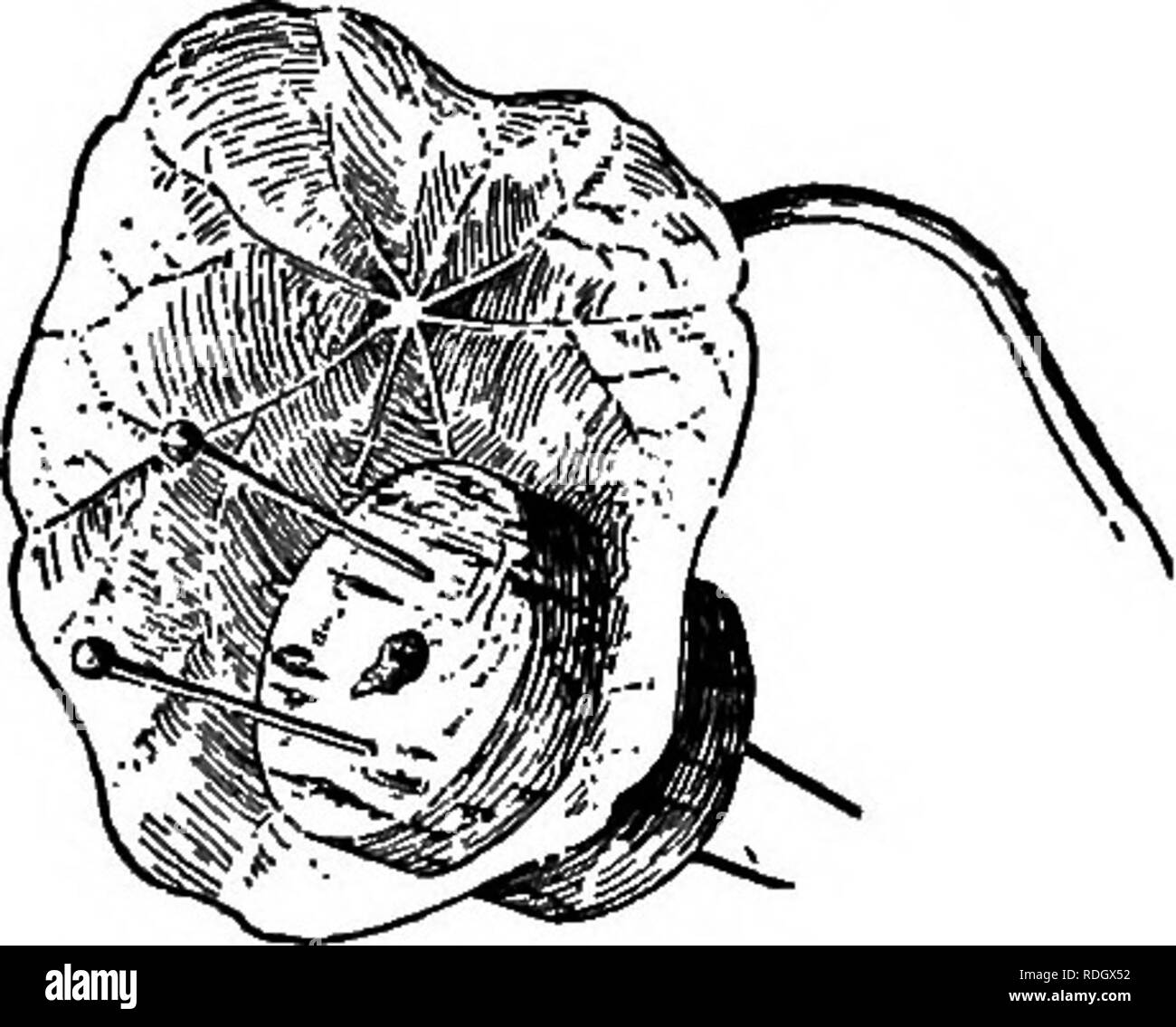 . Manuel de terrain et de laboratoire de botanique. La botanique. 58 STRUCTURE ET Physiologie des plantes à graines pourrait occulter le test de l'amidon. La chaleur de l'alcool dans un bain d'eau à l'écart de toute flamme. Placez les feuilles pendant dix ou quinze minutes dans une solution d'iode, rincer avec de l'eau, mettre dans une assiette blanche ou une soucoupe, et remarque qu'une partie de la feuille, le cas échéant, de mettre en évidence la présence d'amidon. Ebfeeences. Detmer-Moor, 9 ; Ganong, 10 ; Darwin et Acton, Pfeffer-Ewart ; 11, 31, I.. La consommation d'amidon EXPÉRIENCE XXXIII dans capucine (Tropaeolum) feuilles.* * Sélectionner des feuilles saines de TropoBolum sur une plante poussant vigo Banque D'Images