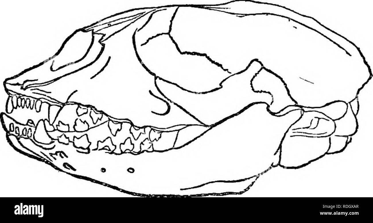 . Une main-d'adresses pour les Britanniques mammalia. Les mammifères. Les joints. 157.-distribution de l'Arctique que dans sa distribution que les espèces précédentes, la Harpe, ou, comme on l'appelle souvent, les phoques au Groenland, est tout aussi rare et visiteur occasionnel pour les îles Britanniques, et, en fait, ce n'est que récemment qu'un crâne a été définitivement identifié comme appartenant à un modèle britannique. La distribution générale de l'espèce est la même que celle du phoque annelé, puisqu'il se produit dans les mers du nord des deux hémisphères. En ce qui concerne son apparition en Grande-Bretagne, deux phoques tués dans la région de la Severn en 1836 ont été présentées dans le cadre de ce s Banque D'Images . Une main-d'adresses pour les Britanniques mammalia. Les mammifères. Les joints. 157.-distribution de l'Arctique que dans sa distribution que les espèces précédentes, la Harpe, ou, comme on l'appelle souvent, les phoques au Groenland, est tout aussi rare et visiteur occasionnel pour les îles Britanniques, et, en fait, ce n'est que récemment qu'un crâne a été définitivement identifié comme appartenant à un modèle britannique. La distribution générale de l'espèce est la même que celle du phoque annelé, puisqu'il se produit dans les mers du nord des deux hémisphères. En ce qui concerne son apparition en Grande-Bretagne, deux phoques tués dans la région de la Severn en 1836 ont été présentées dans le cadre de ce s Banque D'Images
