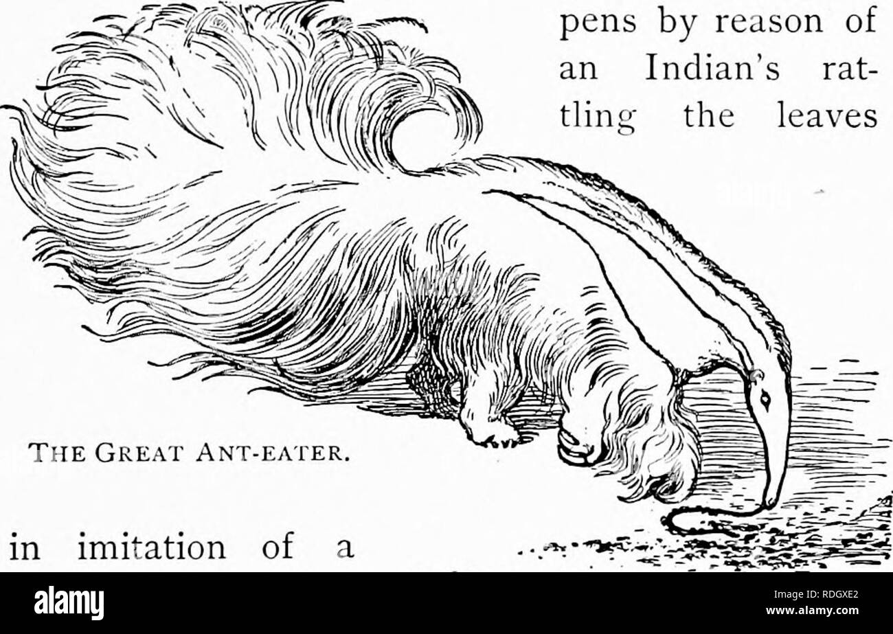 . Voisins sauvages : out-door des études aux États-Unis. Le comportement animal. Le SERVICE OE TAILS 65 ant-eater est un énorme pinceau, qu'il est dit, se pencher sur son corps comme un parapluie. Sa maison est dans la forêt amazonienne, où- tremen dous de pluie tombe ; et comme c'est son affaire à l'étranger dans la forêt, poussant son chemin à travers le sous-bois ping- égouttoir à toutes les heures, comme un parapluie, comme M. Wallace nous assure, est d'un grand service à lui, - sauf lorsqu'il obtient pour lui causer des ennuis. En général, cela hap- stylos en raison d'un indien sur les rats- tlinu' les feuilles. Le Grand Ant-eater dans l'imitation d'un sh Banque D'Images . Voisins sauvages : out-door des études aux États-Unis. Le comportement animal. Le SERVICE OE TAILS 65 ant-eater est un énorme pinceau, qu'il est dit, se pencher sur son corps comme un parapluie. Sa maison est dans la forêt amazonienne, où- tremen dous de pluie tombe ; et comme c'est son affaire à l'étranger dans la forêt, poussant son chemin à travers le sous-bois ping- égouttoir à toutes les heures, comme un parapluie, comme M. Wallace nous assure, est d'un grand service à lui, - sauf lorsqu'il obtient pour lui causer des ennuis. En général, cela hap- stylos en raison d'un indien sur les rats- tlinu' les feuilles. Le Grand Ant-eater dans l'imitation d'un sh Banque D'Images