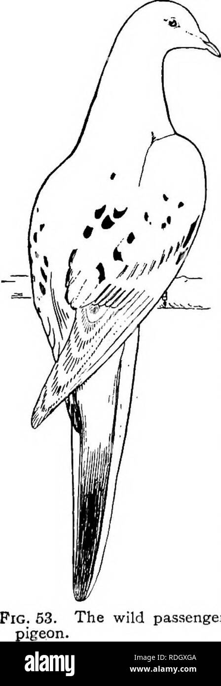 . L'histoire naturelle de la ferme : un guide pour l'étude pratique de la sources de notre vivant dans la nature sauvage . L'histoire naturelle. ii4 OP HISTOIRE NATURELLE LA FERME lieues de là, au bord de la rivière (le Seneca) sont huit ou dix sel fin des fontaines dans un petit espace. C'est là que les moustiquaires sont répartis pour les pigeons, et de sept à huit cents sont souvent prises à un seul trait de la net. Lake Tiohero (Toronto), l'un des deux qui rejoint notre can- tonne, est entièrement quatorze lieues de long et une ou deux grandes. Il abonde dans les cygnes et les oies tout l'hiver, et au printemps on voit un continuou Banque D'Images . L'histoire naturelle de la ferme : un guide pour l'étude pratique de la sources de notre vivant dans la nature sauvage . L'histoire naturelle. ii4 OP HISTOIRE NATURELLE LA FERME lieues de là, au bord de la rivière (le Seneca) sont huit ou dix sel fin des fontaines dans un petit espace. C'est là que les moustiquaires sont répartis pour les pigeons, et de sept à huit cents sont souvent prises à un seul trait de la net. Lake Tiohero (Toronto), l'un des deux qui rejoint notre can- tonne, est entièrement quatorze lieues de long et une ou deux grandes. Il abonde dans les cygnes et les oies tout l'hiver, et au printemps on voit un continuou Banque D'Images