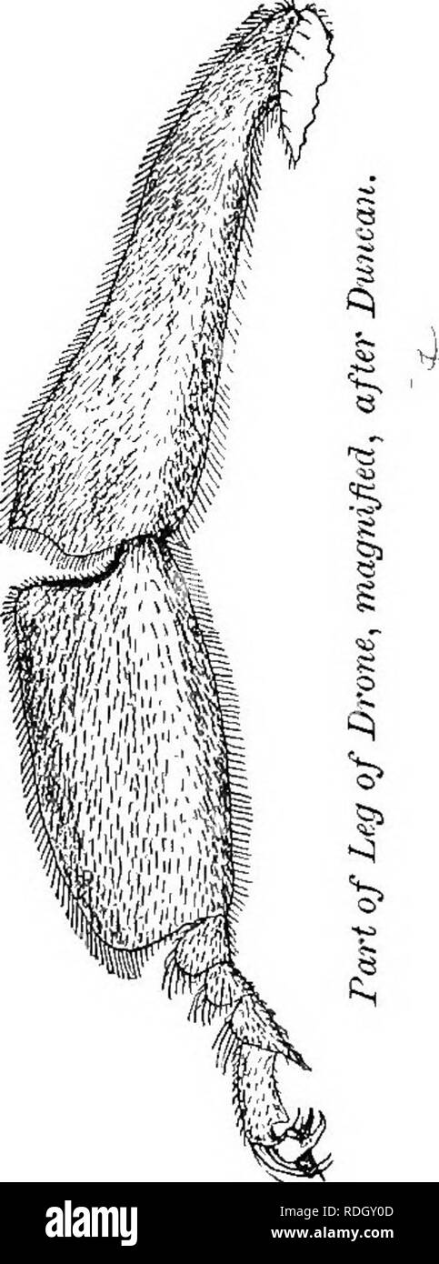 . Le guide de l'apiculteur ; ou, Manuel du rucher. Les abeilles. Drone-Bees magtiifled,, de Newman, fig. 48.. dans le lit queen-bee-sont courtes, alors que leurs mâchoires (Fig. 6S, a) la pos- session dent rudimentaire, et sont à peu près les mêmes en forme que ceux de la reine, mais sont plus lourds, mais pas si forte que ceux des travailleurs. Leurs yeux (Fig. 3, 47) sont très frappant, rencontrez ci-dessus, et c'est ainsi que la simple yeux sont jetés pour-. Veuillez noter que ces images sont extraites de la page numérisée des images qui peuvent avoir été retouchées numériquement pour plus de lisibilité - coloration et l'aspect de ces illustrations ne peut pas perfe Banque D'Images