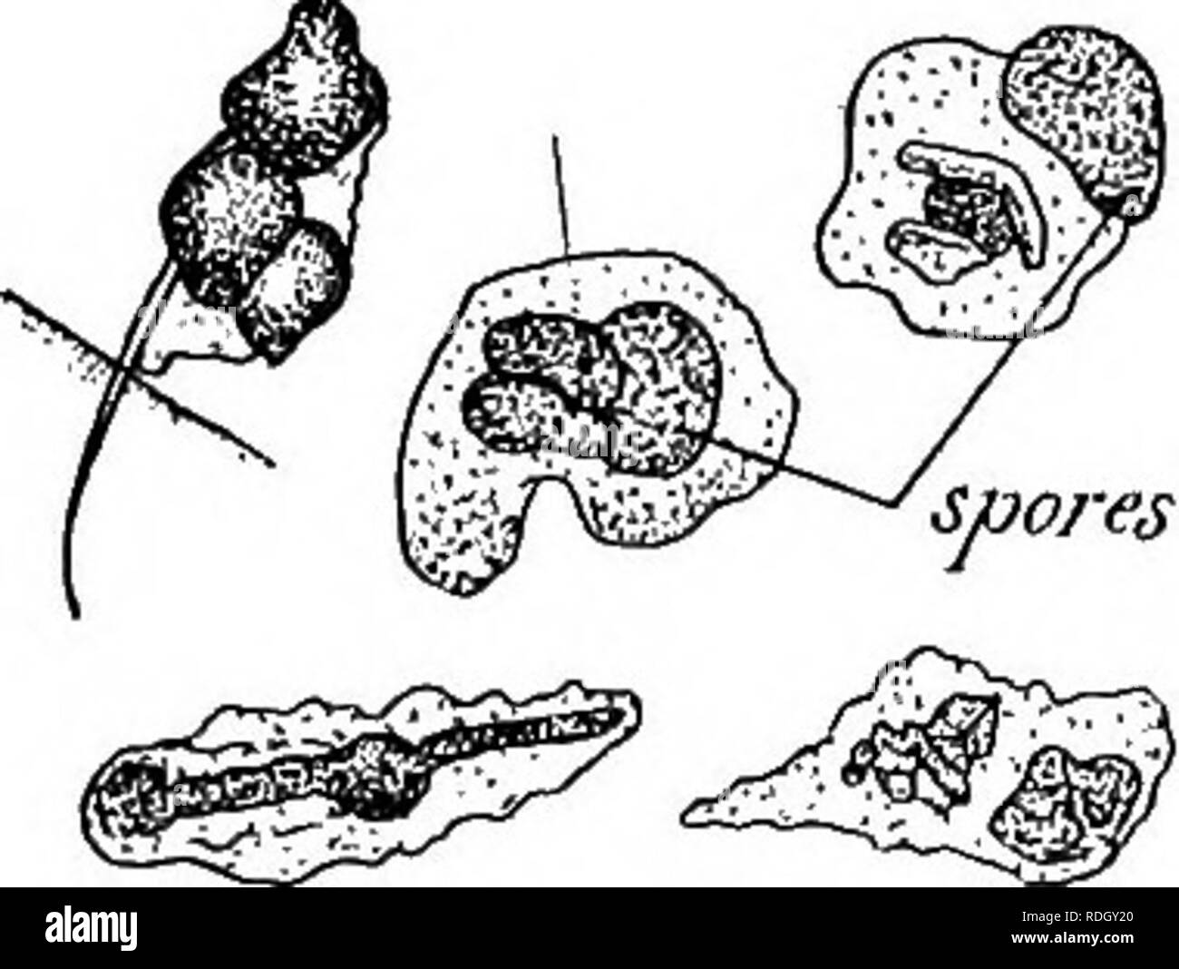 . Les Microbes &AMP ; les toxines. Bactériologie ; toxines ; des antitoxines. 134 LES MICROBES ET LES TOXINES tenté de les supprimer par digestion : un combat a lieu, parfois, la daphnie est victorieux, il succombe parfois. ^ dans un vertébré, les jeunes de l'axolotl, si l'ébauche non vasculaires de la nageoire est piqué avec une aiguille chargée d'un peu d'indigo carmin ou en poudre, les cellules migratrices peut être vu. »^^^ Fig. 50.-deux de leucocytes- Daphnia une conidie de Monospora. (Melchnikofif.). Veuillez noter que ces images sont extraites de la page numérisée des images qui peuvent avoir été numériquement optimiser Banque D'Images