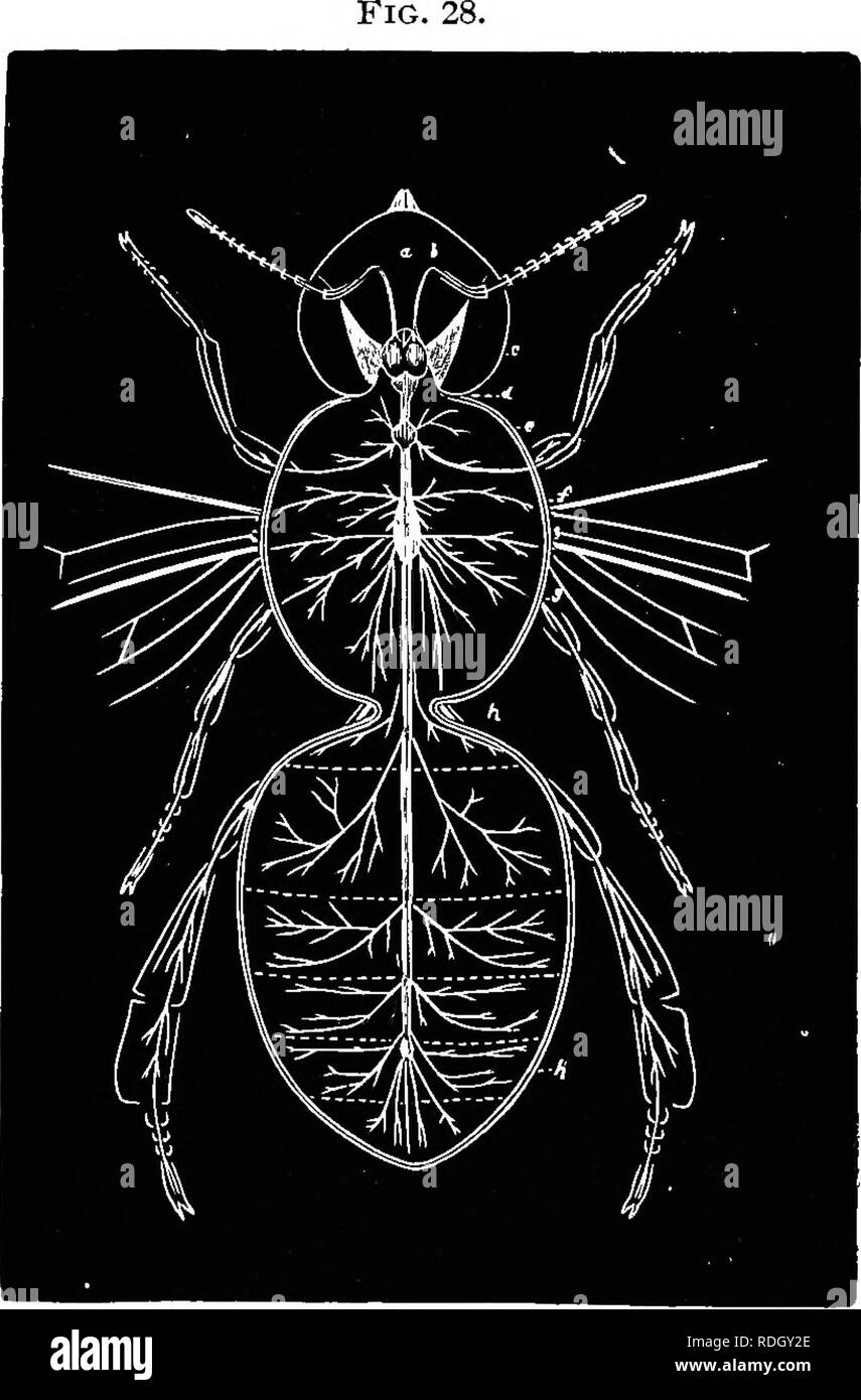 . Le guide de l'apiculteur ; ou, Manuel du rucher. Les abeilles. 82 THB BEB-KBEPBR ; Guide du côté du corps central sépare, près de la tête, et après passage- ment autour de l'oesophage, s'élargit pour former la plus grande des noyaux gris centraux, qui sert de cerveau (Fig. 27, 28). Découverte de la Fig. Xervoiis tSijstem de Drone, afhr Duncan. cerveau présente circonvolutions (Fig. 30). Dujardin membres que le cerveau de l'abeille est 1-174-ouvrier du corps ; dans le bourdon il est relativement beaucoup plus faible ; l'ant, 1-286 ; l'ich-. Veuillez noter que ces images sont extraites de la page numérisée des images qui peuvent avoir été chiffres Banque D'Images