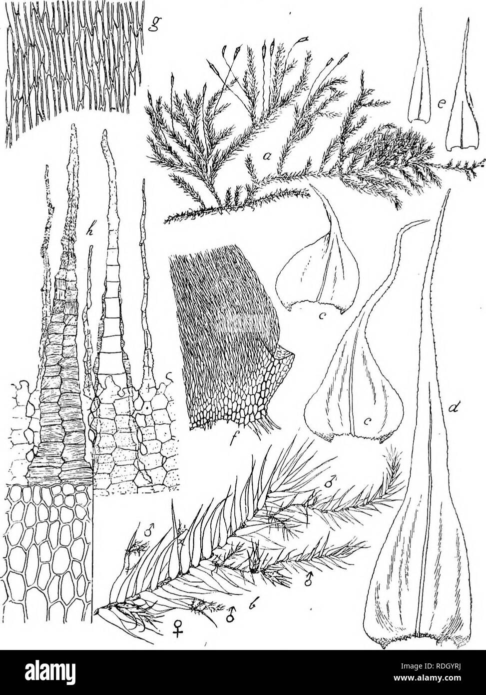 . Flore de Buitenzorg. La botanique. 1545 ovoidisch Archegonien Paraphysen, mit und. Seta, gerade aufrecht, 1,2-1,5 cm. lang, 156 gedreht, glatt. Kapsel aufrecht, rapide, cylindrisch mit dem Hals bis 2,5 mm. laiig, unter if. 243.. «Blaurofus u. Habitusbild (nat. Grosse). 6. Zweig mit &lt ;/Zwergpflanzen•/ ' c. Des Niederblatter Stengels '/• 4. Astblatt lusonensis BfiOTH- V. e. Stolonenblatter '. /. Blattgruud Blaltecken mit j-5-2. g. J'Blattzellen^. h. 14° Peristom verengt Mundung. der, Epidermiszellen derbwandig, 4-seitig rectangulaire, 6 und an der Mundung enger, am Hals mit einzelnen,. S'il vous plaît pas Banque D'Images