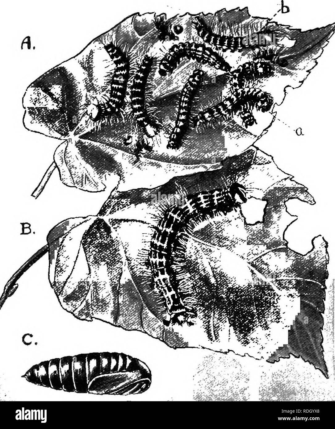 . Une introduction à la zoologie, avec les instructions pour les travaux pratiques (invertébrés). 228 INTRODUCTION À LA ZOOLOGIE CHAP. probablement dépouillé de ses feuilles la brindille sur vehich ils ont été l'alimentation. Ils sont grands, les matières grasses chenilles près de deux pouces de long. Leur corps est jaune avec des rayures noires interrompu leur course vers le bas dans le sens longitudinal (voir Fig. 156,i ?). Maintenant qu'ils cessent de se nourrir et voyage sur la terre, en. Fig. 156.-étapes de la vie de la Rameau Buff. Une feuille de lime, avec de jeunes larves, dont plusieurs viennent de faire leur peau ; un pilier- répondre, juste avant la mue ; 6, Caterpillar juste un Banque D'Images