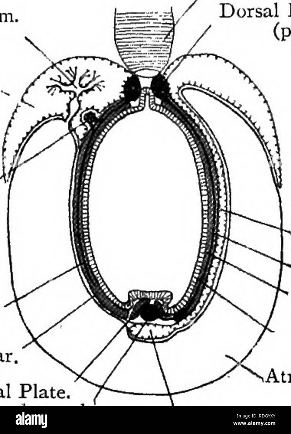. Texte élémentaire-livre de zoologie. L'amphioxus. 303 Le cerveau dispose d'un seul ventricule ou cavité et deux paires de nerfs crâniens. La moelle épinière dégage ont appareillé les nerfs spinaux. Les nerfs dorsaux sont sensorielle, la face ventrale sont le moteur, et qu'ils ne se joignent pas. Fig. 216.-section médiane de cerveau de l'amphioxus. KuPFFER (après.) du tube neural. Les cellules ganglionnaires. Infundibulum. Spot de pigments. Des vésicules cérébrales. La paroi avant du cerveau a une simple masse non appariées Sensorv ^^ pigment, probablement un oeil très simple. Sur le cerveau il y a un fosse ou la dépression, appelée la fosse olfactive. Fig. 217.-Section oblique de Amphiox Banque D'Images