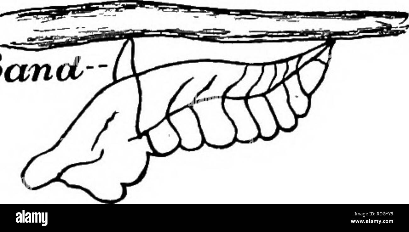 . Un manuel de zoologie générale. Zoologie. Les criquets, papillons, abeilles, guêpes 169 ces petites chenilles vertes y éclosent. Ils mangent, Raven et poussent très vite et se défont de leur skiiis trempée de temps en temps de façon à ce que leur corps peut s'étirer et devenir plus grand. Dans quelques semaines, les chenilles deviennent matures. Chacun passe ensuite par un grand changement et se transforme en un corps au repos, connu comme un fwpa. La chrysalide est enfermé BanU- dans un disque brillant, couvrant et l'ensemble est appelé une chrysalide. Les chrysalides d'un peu de beurre- ". , ^.. " , , Fig. 108. -Pupe papillon. Les mouches sont beau Banque D'Images