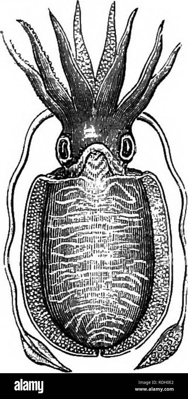 . Texte élémentaire-livre de zoologie. 276 A. MOLLUSQUES III.-sépia. Embranchement des Mollusques (p. 282). Classe des céphalopodes (p. 284), Sépia officinalis est un gros mollusque, souvent près d'un pied de longueur. C'est trouvé communément autour de nos côtes, bien que plus abondante dans le sud. Il vit une vie pélagique, l'itinérance, et est un mangeur de chair vorace. Sa coquille séchée est souvent jeté sur le rivage. L'animal est constitué d'une tête et son corps. Le corps est aplati et en forme de bouclier, avec une expansion latérale ou fin le long de chaque Fig. 194.-Vue dorsale edge. La tête a dix tentacules, de la politique commune de seiches qui les fo Banque D'Images