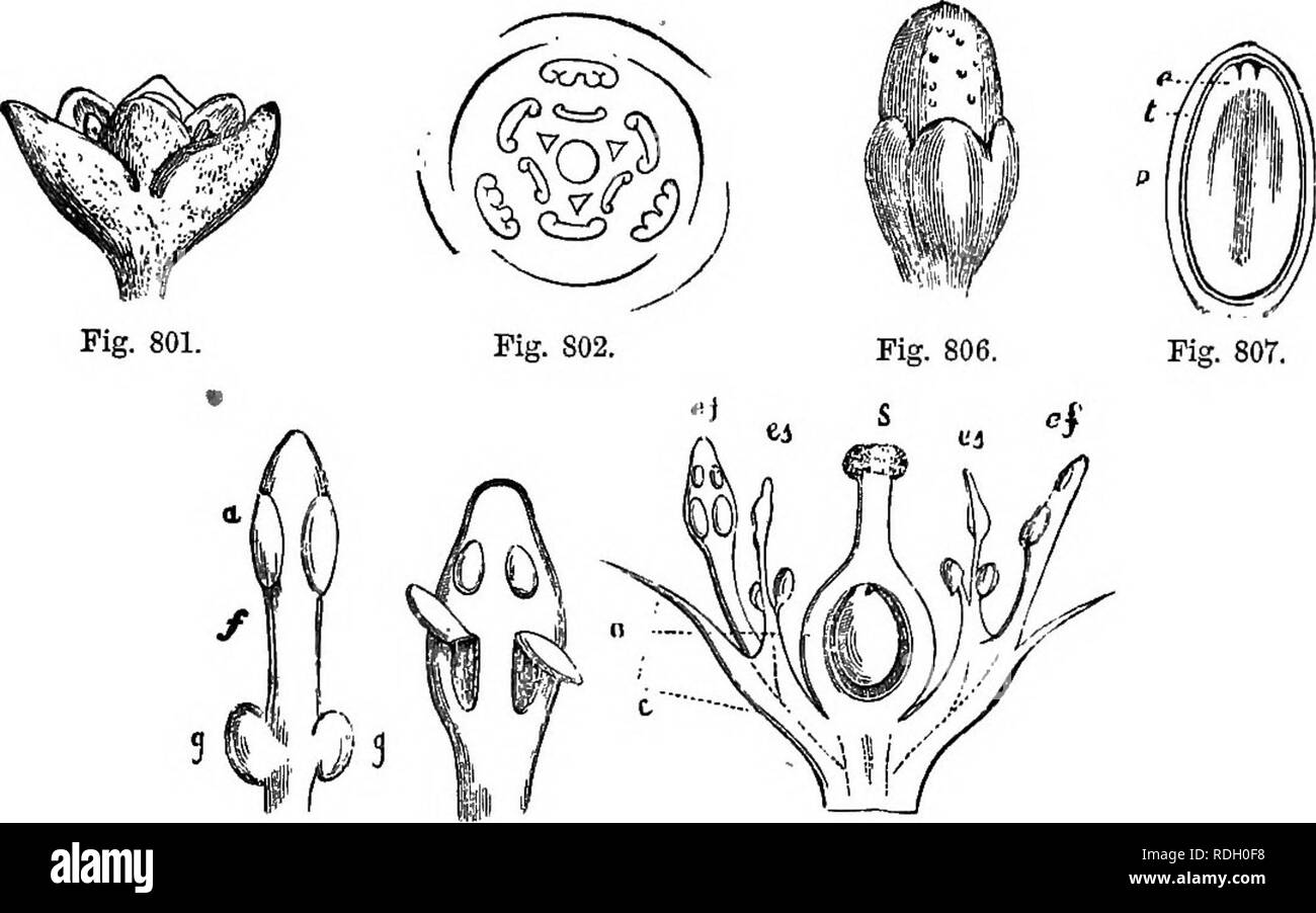 Un manuel de botanique : être une introduction à l'étude de la structure,  la physiologie et la classification des végétaux . La botanique. LAUEACE^.  567 Laurese vrai, lauriers, arbres aux feuilles.