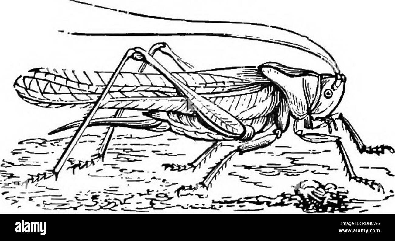 . Texte élémentaire-livre de zoologie. 256 ANNULER À A. Notre type, la blatte, appartient à cet ordre et c'est avec une remarquable série de formulaires, dont nous pouvons mentionnent simplement la plus importante. Les perce-oreilles ont l'gona- pophysis formé en tenailles et vivent principalement dans les fleurs. Les sauterelles et les criquets sont grands types avec de puissantes pattes arrière ; dans les pays tropicaux grande dévastation causé Fig. 178.-La sauterelle (Locusla viridissima)..^^irjiiSr sJi S^ par des essaims de criquets migrateurs le. La mole cricket-a les habitudes et un grand nombre des particularités structurelles de la mole. Le stick- et l Banque D'Images