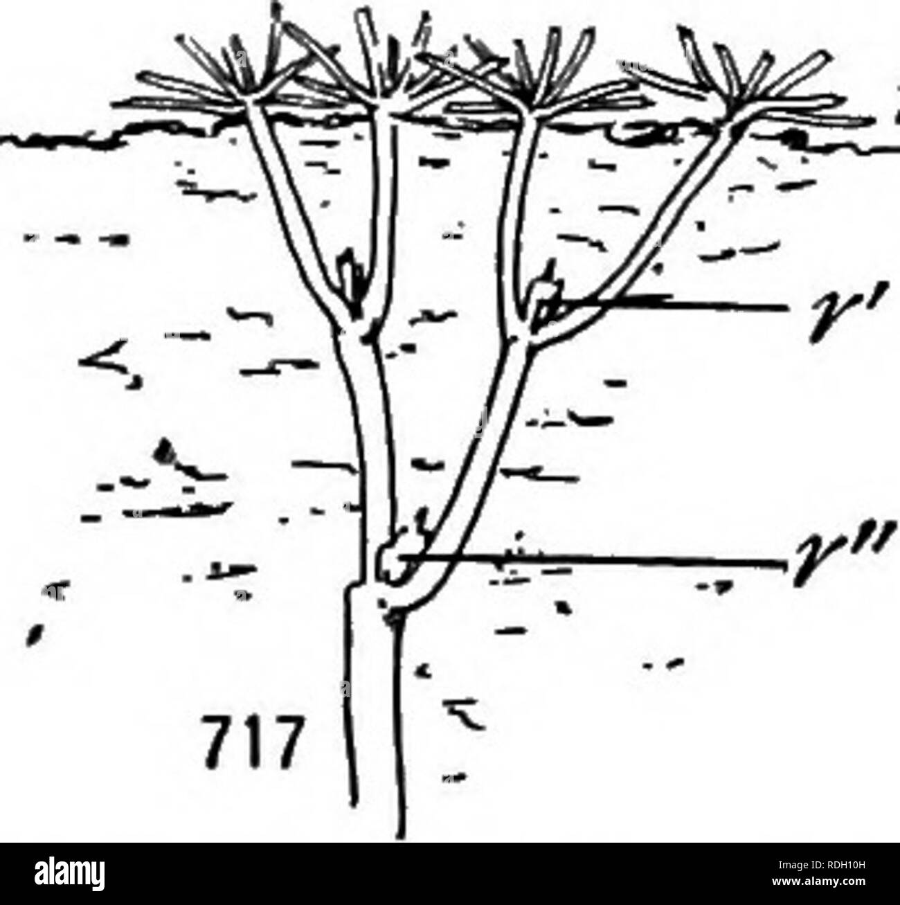 . Un manuel de botanique pour les collèges et universités ... La botanique. Fig. 716, 717.- Les sections du sol schématique, illustrant l'abaissement d'une usine de rosette (Arahis lyrata) d'année en année par la contraction de la racine : 716, un enfant de deux ans avec des feuilles de la rosette (r) à la surface, et avec des restes de la rosette précédente {r') plus profondément ; 717, un enfant de trois ans, qui a une rosette de deux ans (r"), désormais profondément enterré ; ces schémas illustrent aussi multicipital tiges (p. 676).. Veuillez noter que ces images sont extraites de la page numérisée des images qui peuvent avoir été numériquement en Banque D'Images