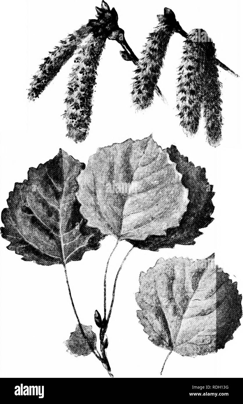 . Les arbres familiers. Les arbres. Chatons et des feuilles de tremble.. Veuillez noter que ces images sont extraites de la page numérisée des images qui peuvent avoir été retouchées numériquement pour plus de lisibilité - coloration et l'aspect de ces illustrations ne peut pas parfaitement ressembler à l'œuvre originale.. Boulger, George Simonds, 1853-1922. Londres, New York, Cassell Banque D'Images