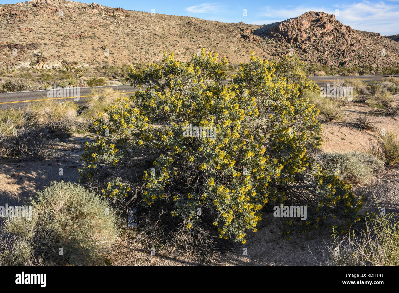 Arbustes à fleurs jaune brûlante et les coupelles de semences dans la région de Joshua Tree National Park, California, USA Banque D'Images