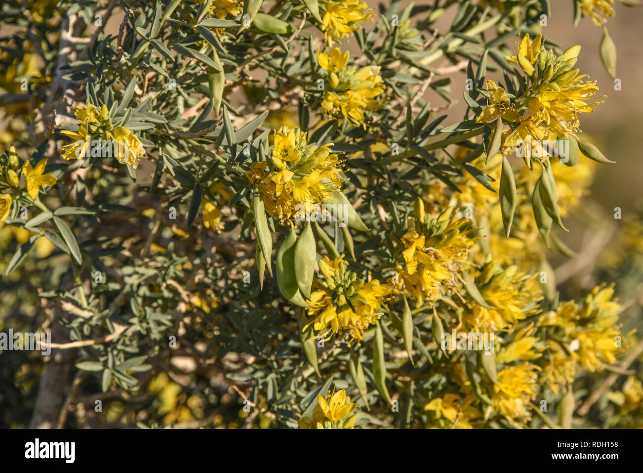 Arbustes à fleurs jaune brûlante et les coupelles de semences dans la région de Joshua Tree National Park, California, USA Banque D'Images