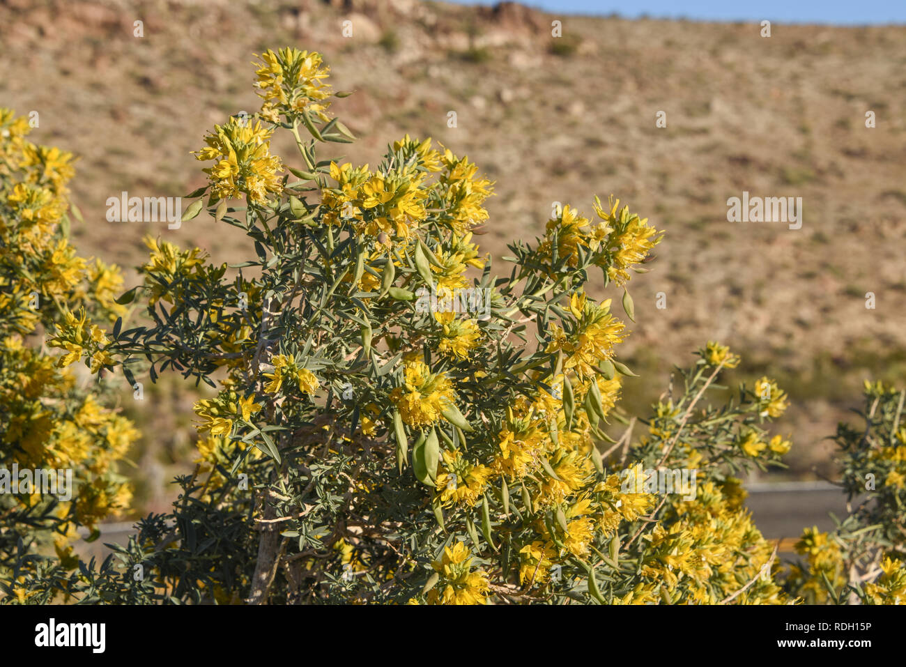 Arbustes à fleurs jaune brûlante et les coupelles de semences dans la région de Joshua Tree National Park, California, USA Banque D'Images