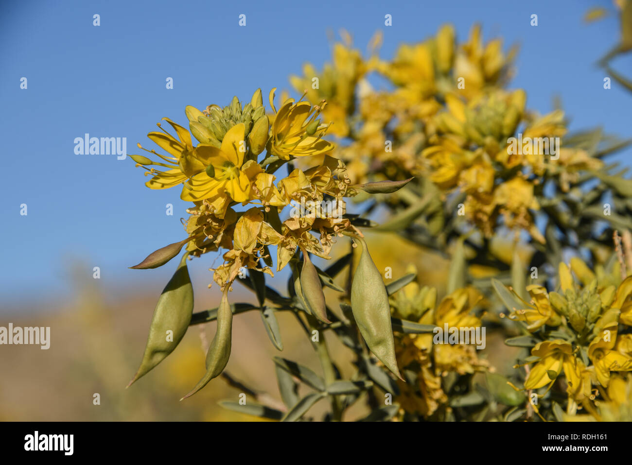 Arbustes à fleurs jaune brûlante et les coupelles de semences dans la région de Joshua Tree National Park, California, USA Banque D'Images