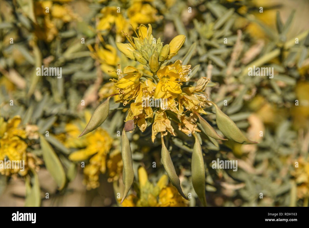 Arbustes à fleurs jaune brûlante et les coupelles de semences dans la région de Joshua Tree National Park, California, USA Banque D'Images