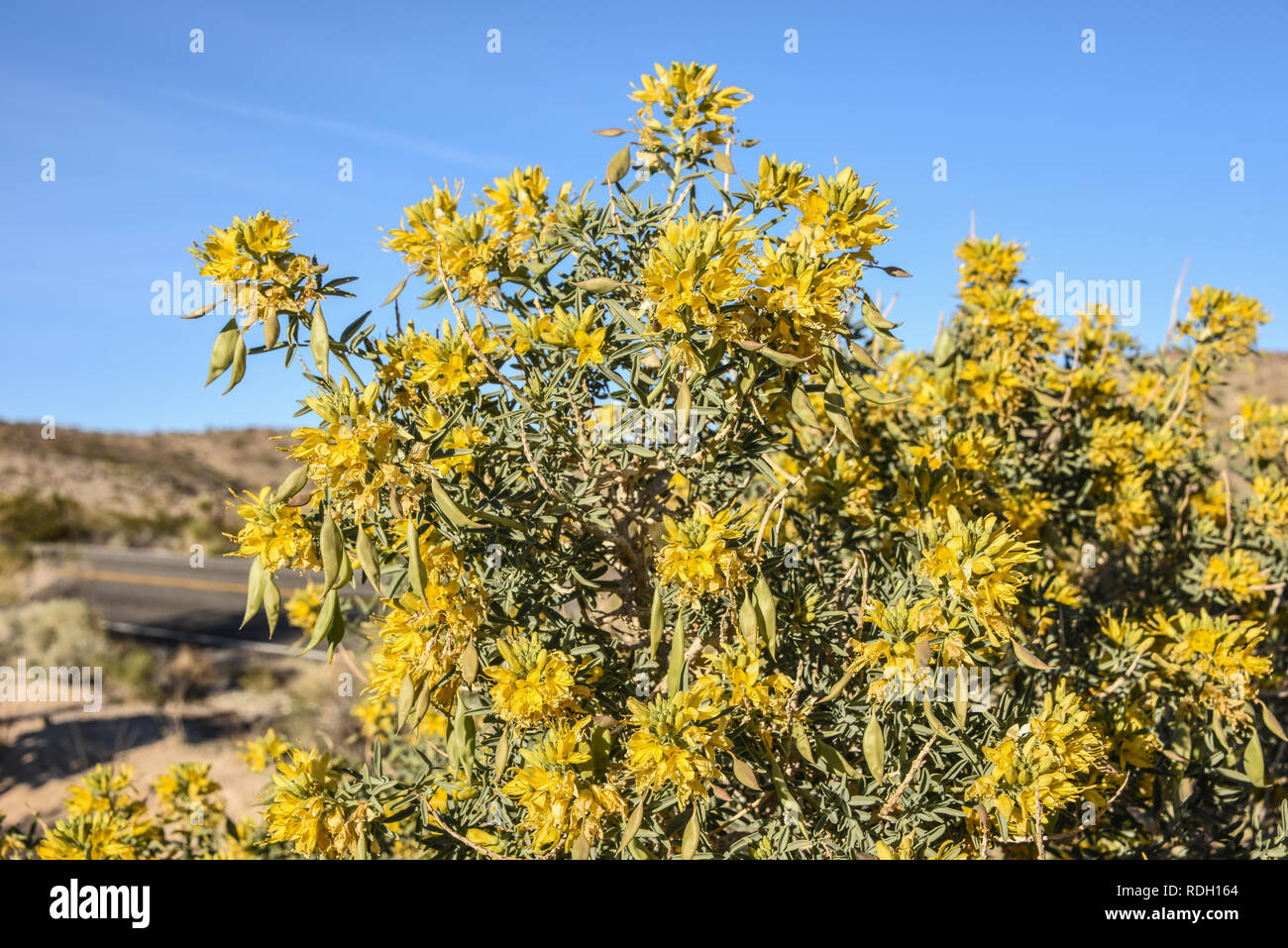 Arbustes à fleurs jaune brûlante et les coupelles de semences dans la région de Joshua Tree National Park, California, USA Banque D'Images