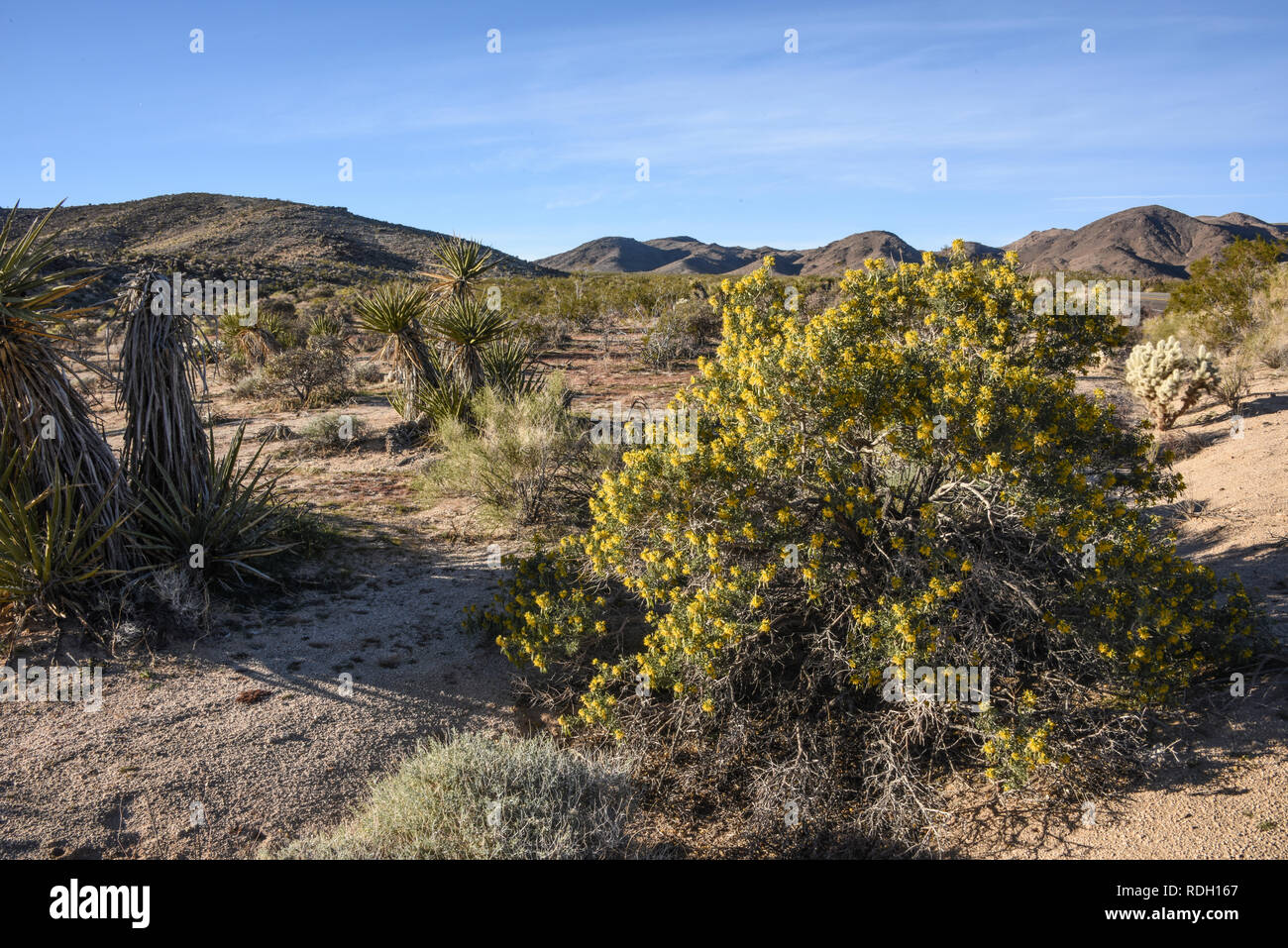 Arbustes à fleurs jaune brûlante et les coupelles de semences dans la région de Joshua Tree National Park, California, USA Banque D'Images