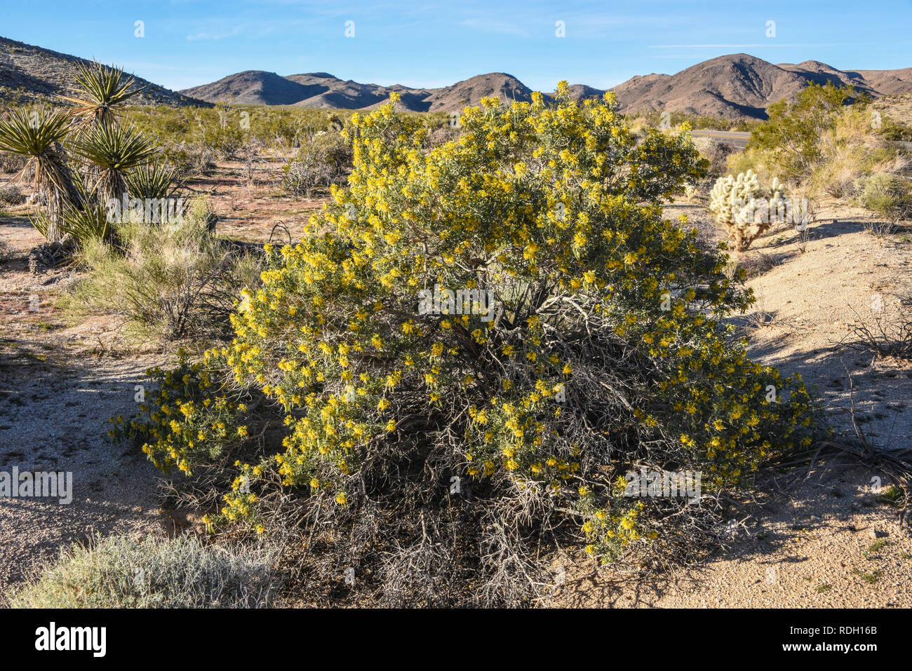 Arbustes à fleurs jaune brûlante et les coupelles de semences dans la région de Joshua Tree National Park, California, USA Banque D'Images