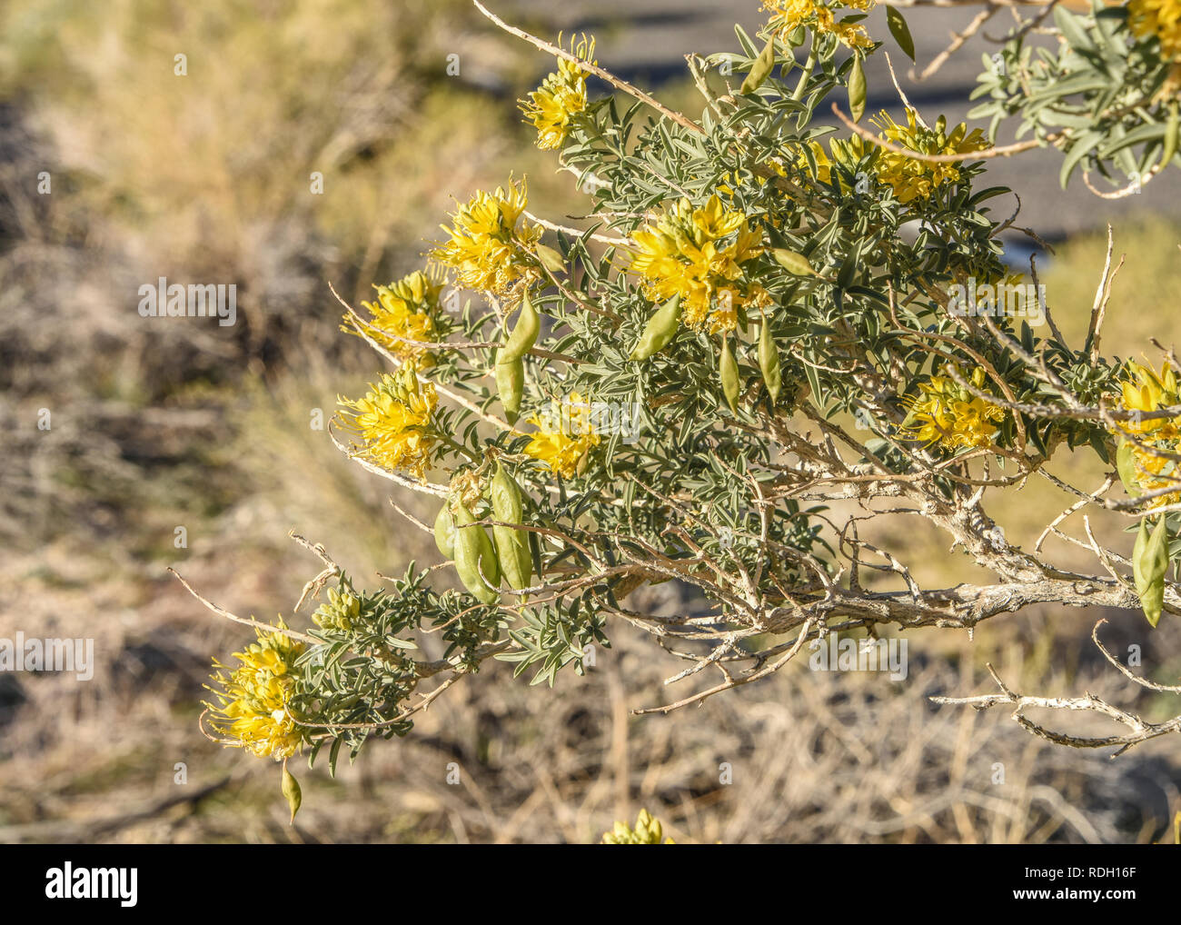 Arbustes à fleurs jaune brûlante et les coupelles de semences dans la région de Joshua Tree National Park, California, USA Banque D'Images