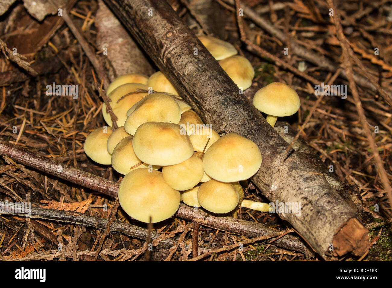 Touffe de soufre Banque D'Images