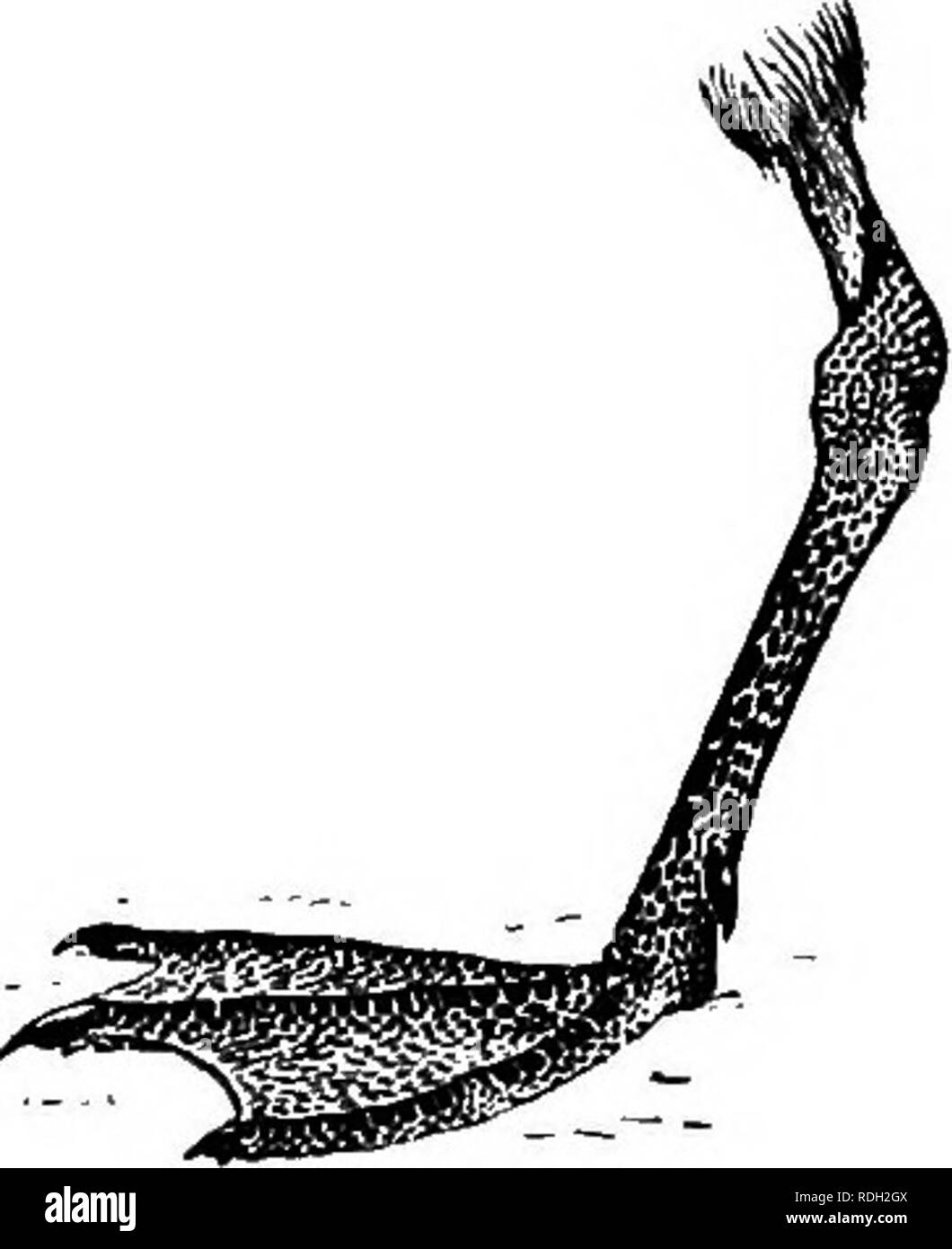 . Les oiseaux de l'Afrique du Sud. Les oiseaux. PKOCELLABIID^ PEOCBLLABIA 465 arrondi, composée de douze plumes ; tarses légèrement plus long que le doigt médian et la griffe et environ la moitié de la longueur du fémur, couvert à l'avant par les écailles hexagonales ; sharp claws et compressé ; deux caeca sur l'intestin ; plumage brun-noir. Ce genre comprend deux espèces, le pétrel tempête bien connu, trouvé tout au long de la plus grande partie de l'Atlantique, et une deuxième espèce apparemment limitée au voisinage des Iles Galapagos ia du Pacifique.. Cochon. Ii.5.-pied gauche d'Piocellaiia pelar/ica. 782. Procellaria Banque D'Images