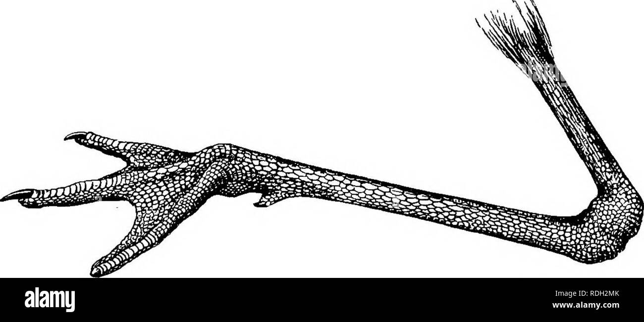 . Les oiseaux de l'Afrique du Sud. Les oiseaux. 382 CHAEADKIIDai BECUEVIROSTKA (Fleck) ; sud-ouest de l'Afrique allemande-rivière Okavango et sur- donga, novembre (Andersson) ; Ehodesia-Feira sur le Zambèze, septembre (Stoehr) ; Afrique de l'Est portugaise-Tete (Kirk). Habitudes.-l'échassier se trouve généralement seuls ou en paires dans les marais ou le long des rives des lacs et des rivières ; il peut être souvent vu pataugeant jusqu'à ses articulations tarsiennes en eau peu profonde à la recherche de petits escargots, d'insectes et autres animaux de l'eau, dont il se nourrit. Son plumage le rend un endroit bien lorsque des oiseaux sur l'aile, tandis que ses pattes rouge vif et svelte sharp Banque D'Images