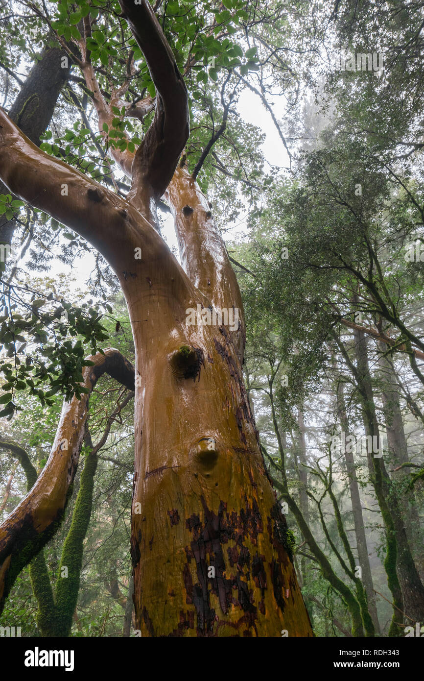 Arbres de Madrone humide (Arbutus menziesii) tronc de l'arbre un jour de pluie, Castle Rock State Park, San Francisco, Californie Banque D'Images