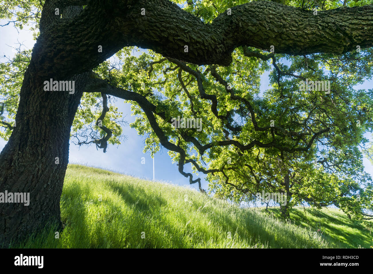 Grand chêne offrant de l'ombre, Sunol Regional Wilderness, baie de San Francisco, Californie Banque D'Images