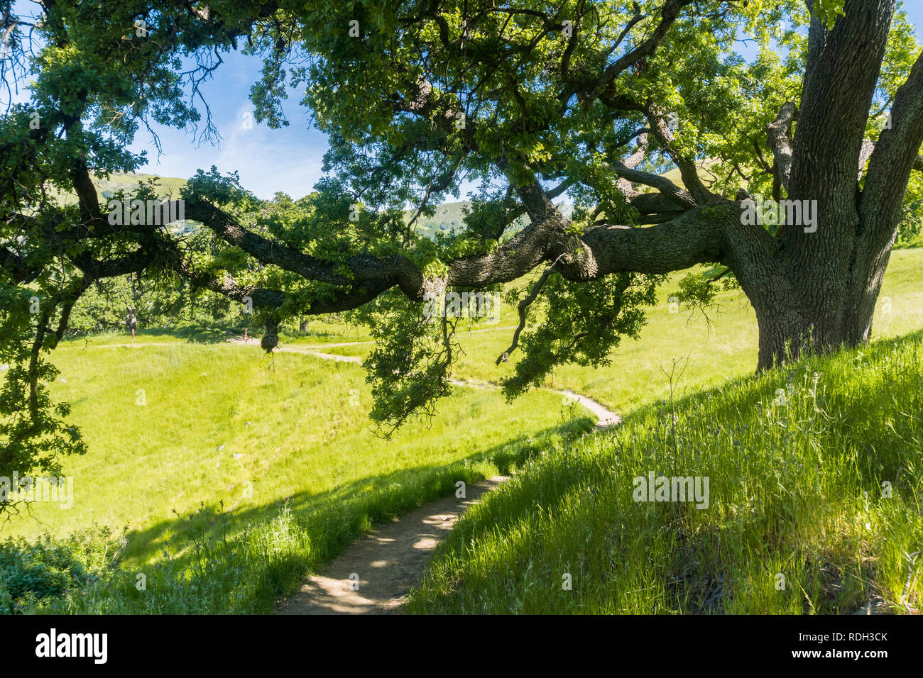 Grand chêne offrant de l'ombre, Sunol Regional Wilderness, baie de San Francisco, Californie Banque D'Images