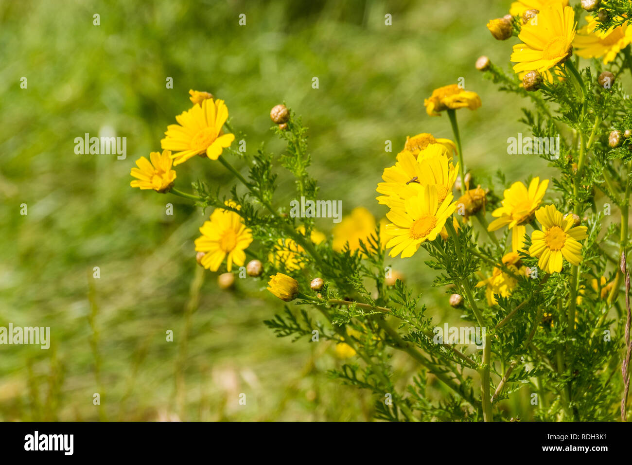 Glebionis segetum Marigold (maïs) qui fleurit sur un champ dans la baie de San Francisco, Californie Banque D'Images