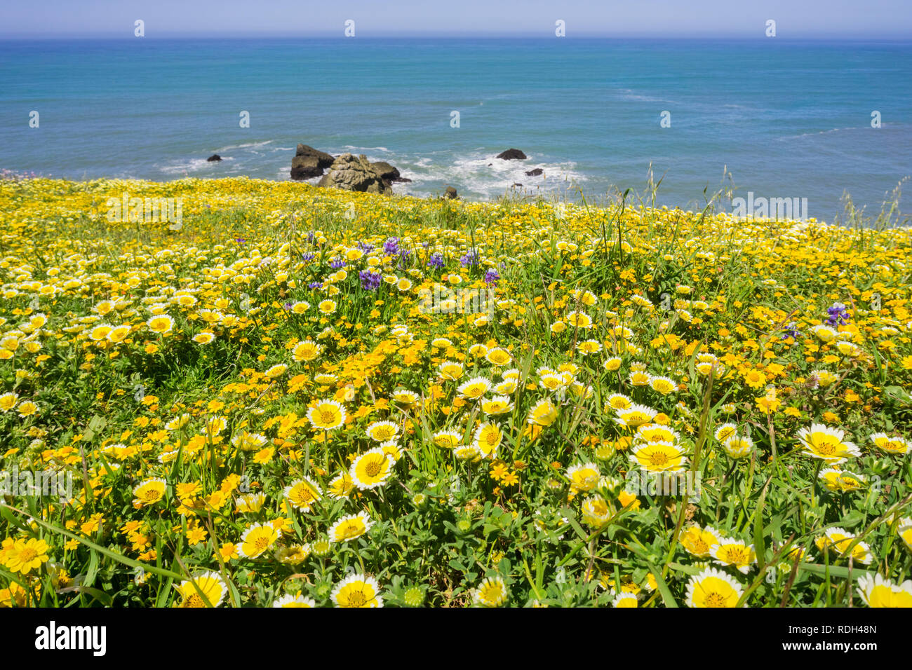 Superbloom sur la côte de l'océan Pacifique, Mori Point, Pacifica, Californie Banque D'Images