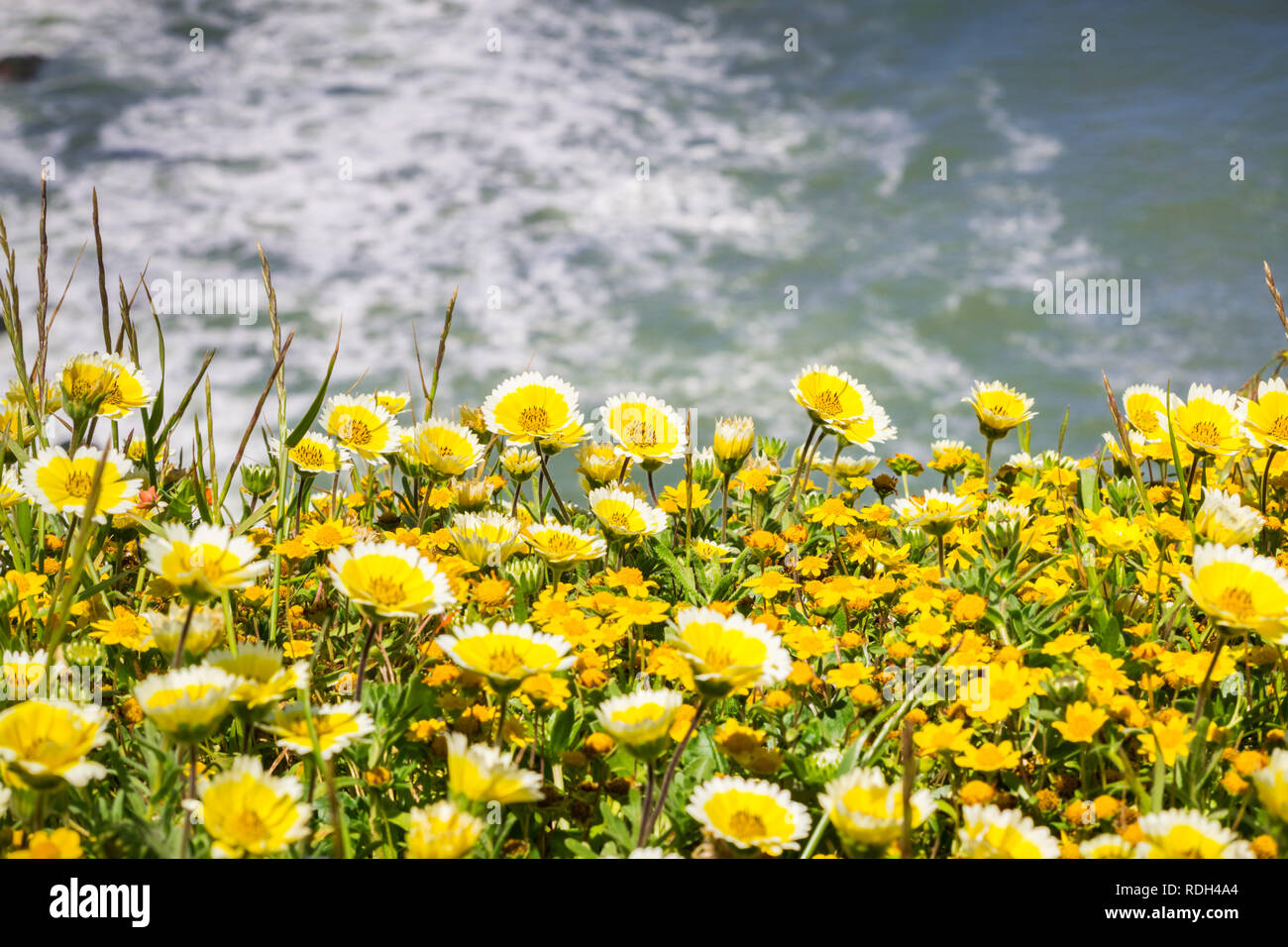 Tidytips et goldfields qui fleurit sur la côte de l'océan Pacifique à Mori Point, Pacifica, baie de San Francisco, Californie Banque D'Images