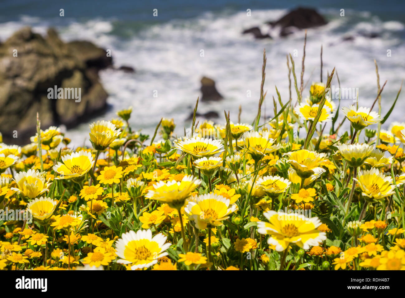 Tidytips et goldfields qui fleurit sur la côte de l'océan Pacifique à Mori Point, Pacifica, baie de San Francisco, Californie Banque D'Images