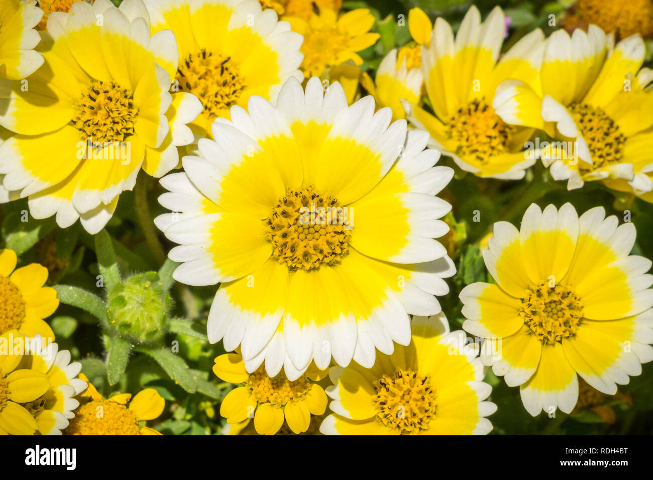 Close up of Layia platyglossa wildflowers, communément appelé tidytips côtières, en Californie Banque D'Images