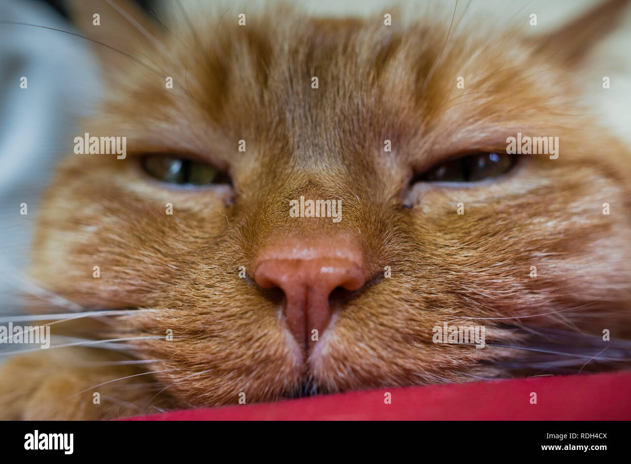 Troubles de la tête d'un chat orange somnolent ; profondeur de champ Banque D'Images
